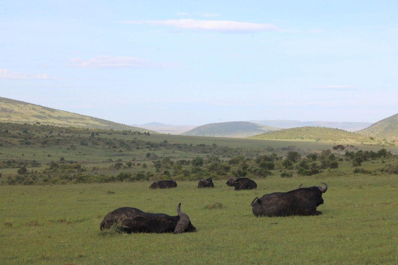 3-Day Maasai Mara Shared Jeep Safari from Nairobi