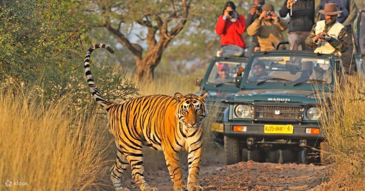 Jaipur to Ranthambore National Park: Day Trip with Tiger Safari