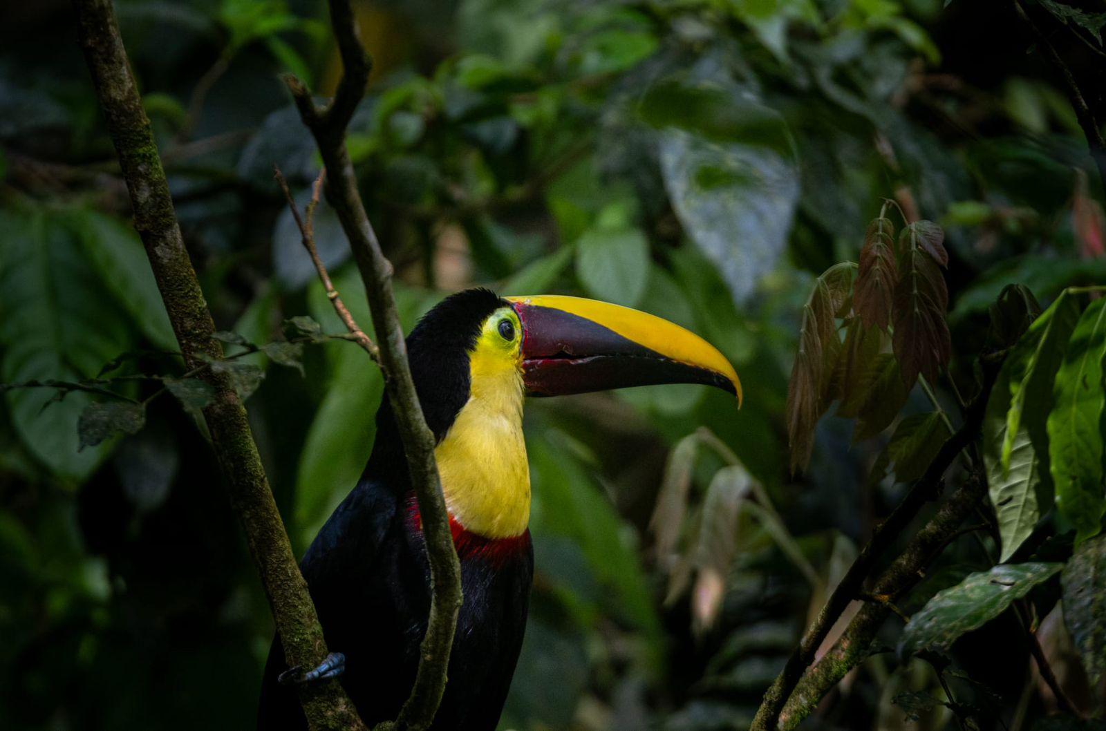 Manuel Antonio National Park & Mangrove Expedition