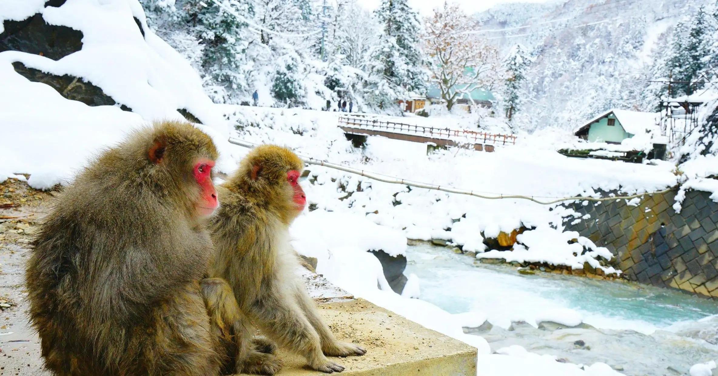 Nagano Snow Monkey Private Day Tour from Tokyo