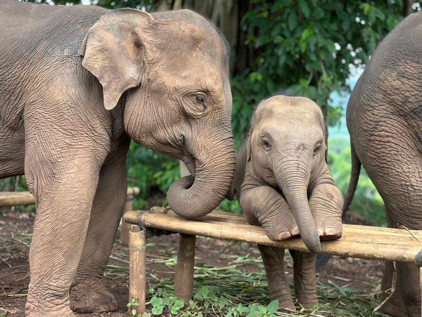 Chiang Mai Ethical Elephant Sanctuary, Waterfall & Bamboo Rafting Day Trip