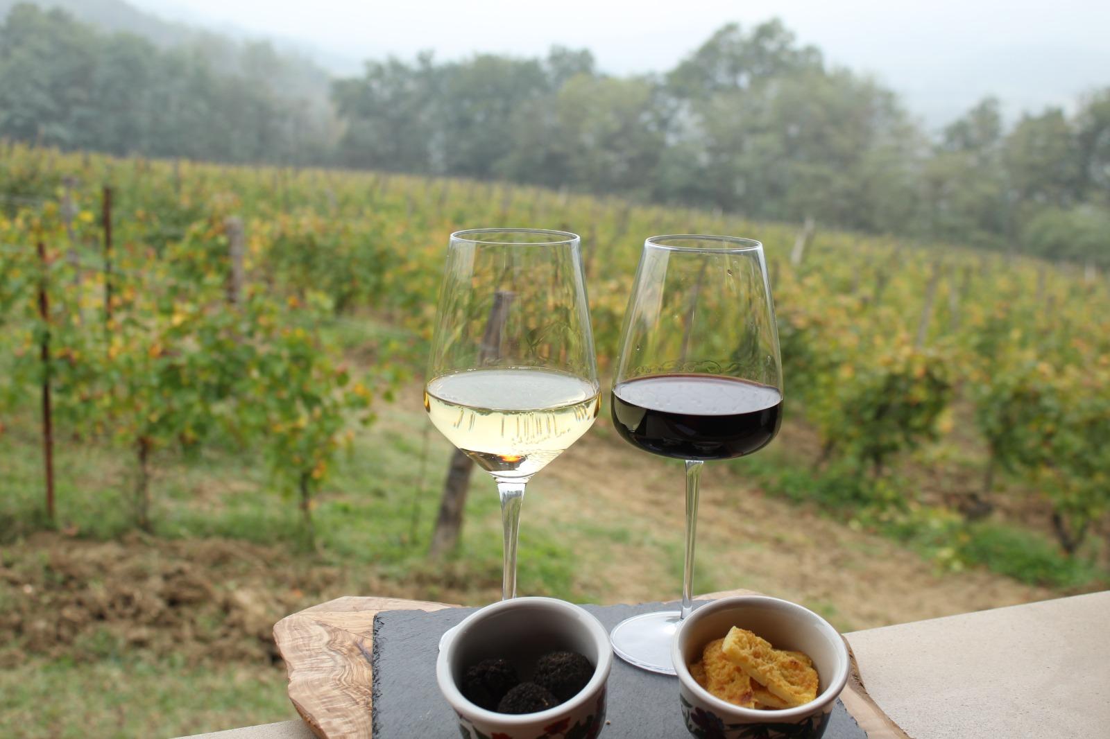 Piedmont Wine & Truffle Tasting with Vineyard Aperitif