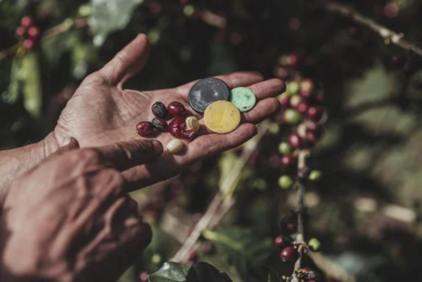 Monteverde 4-in-1: Coffee, Tastings & Night Forest Walk