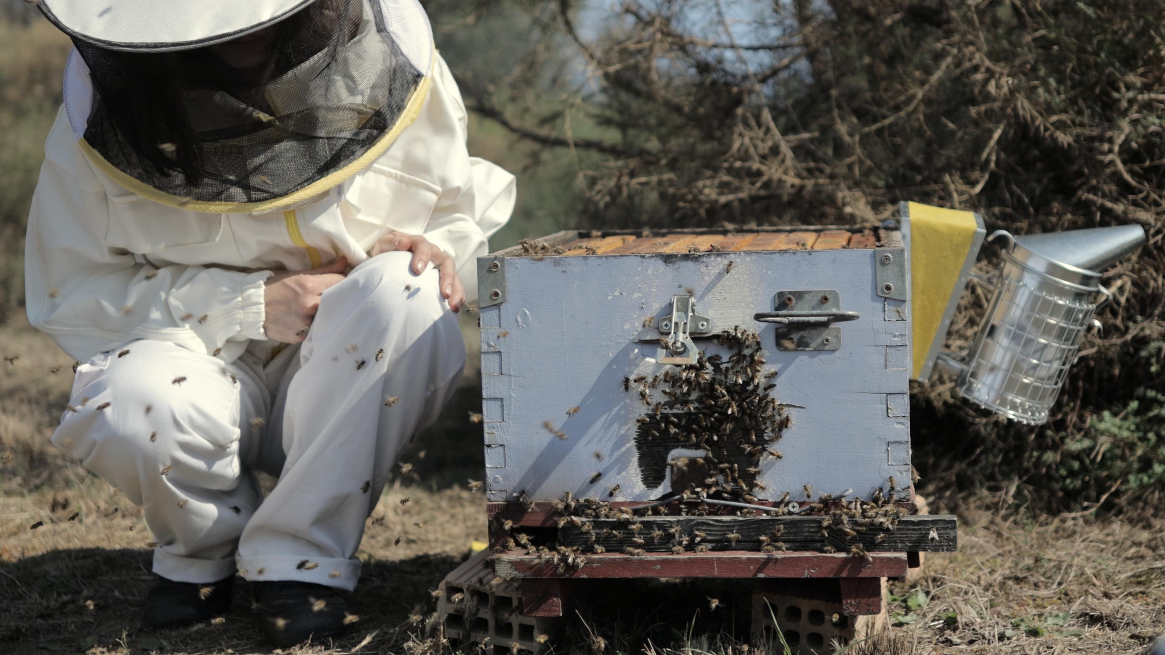 Kalamata Beekeeping & Honey Tasting with Local Expert