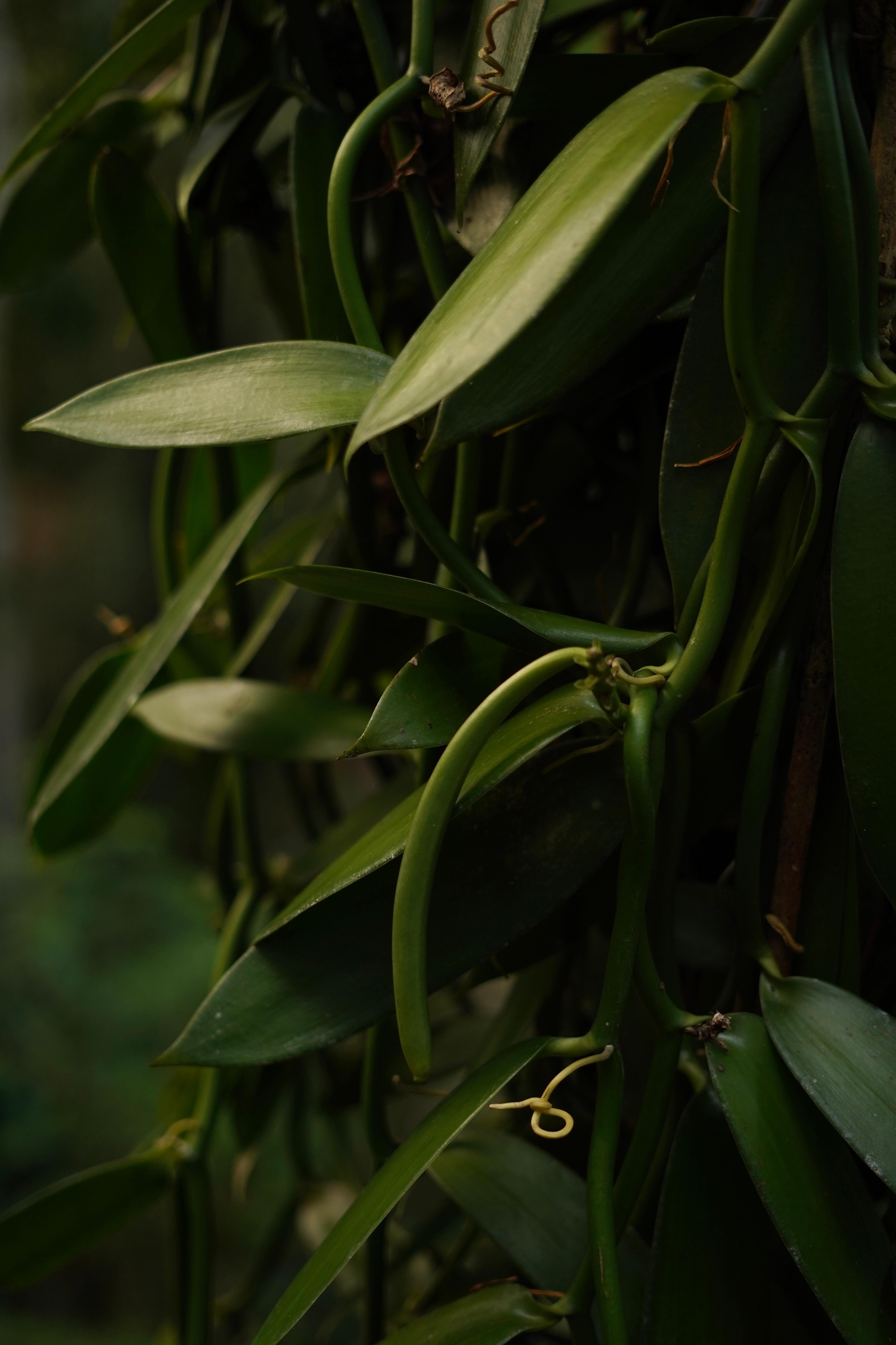 Ella Spice Garden Tour & Authentic Cooking Class