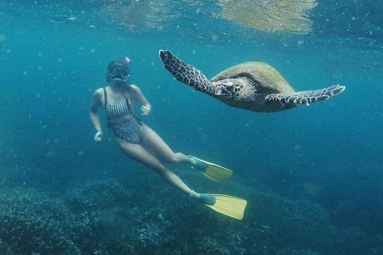 Mirissa Turtle Snorkeling Adventure