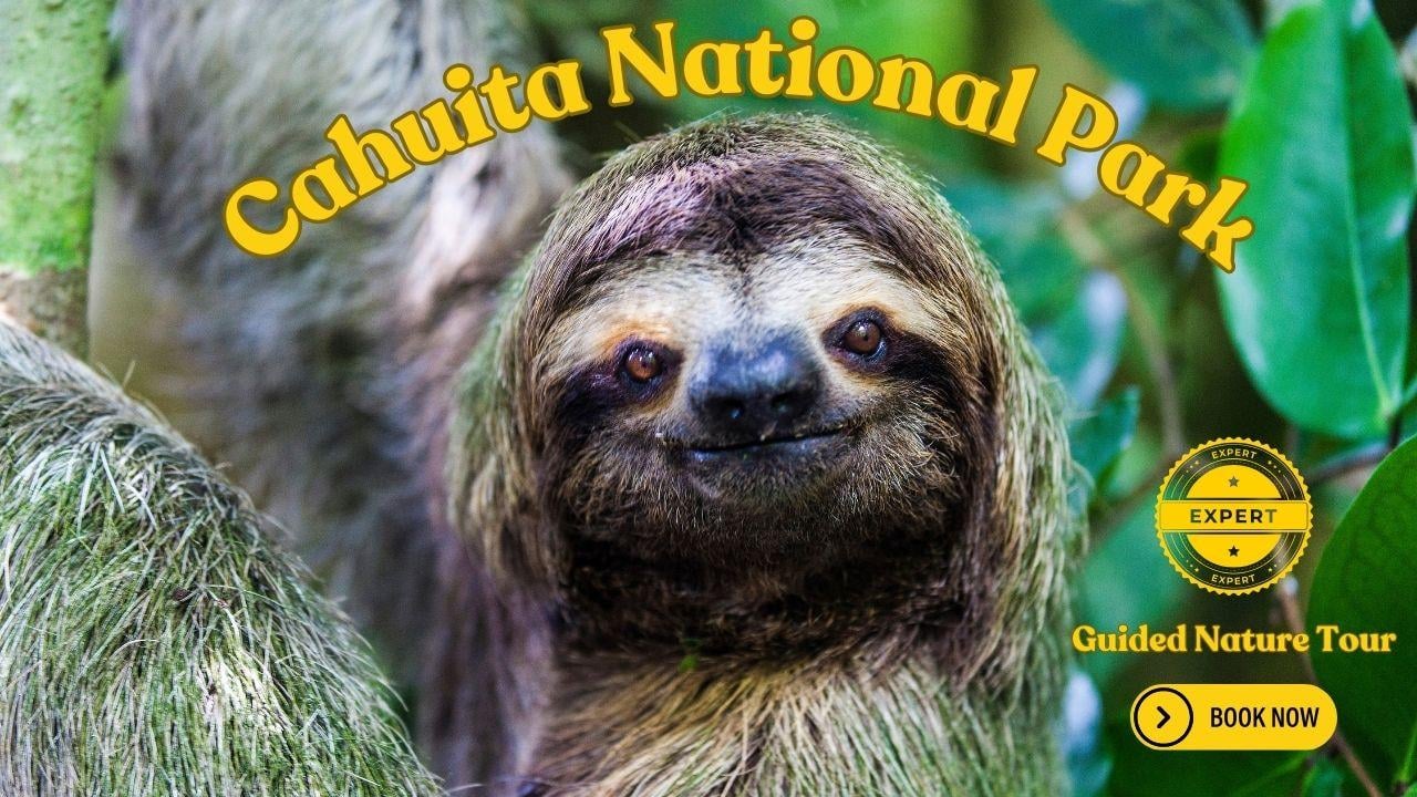 Cahuita Wildlife & Beach Walk