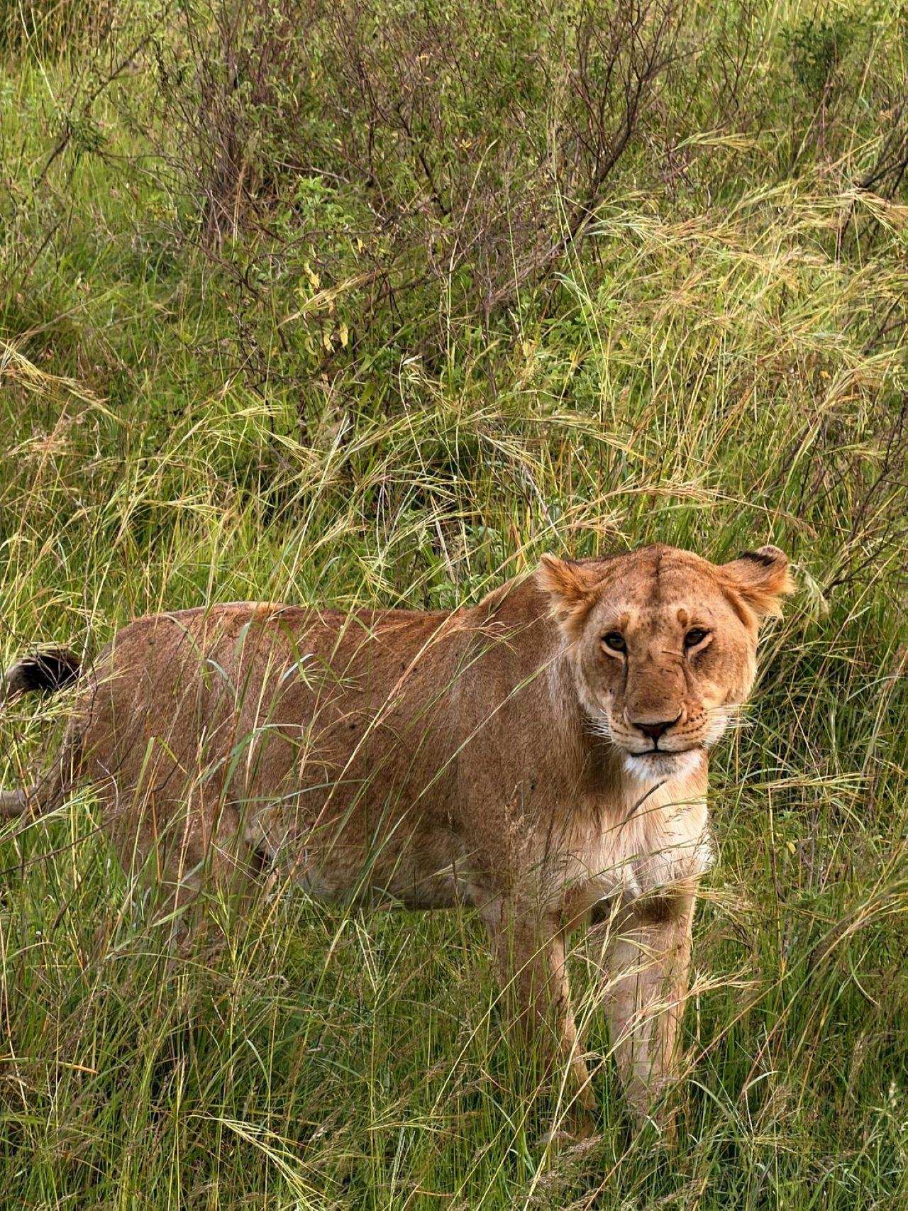 3-Day Maasai Mara Shared Jeep Safari from Nairobi
