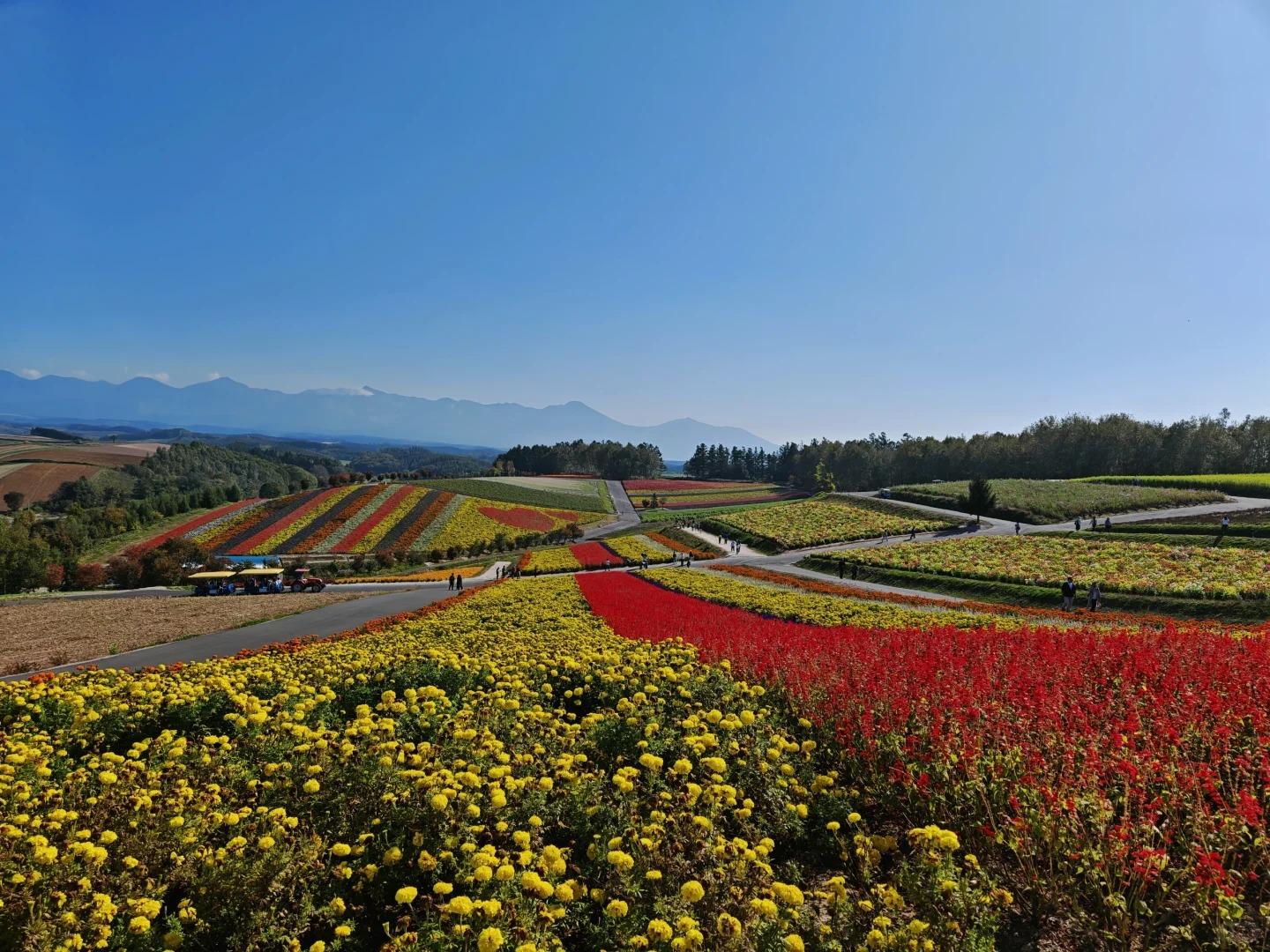Hokkaido Flower Fields & Blue Pond Guided Tour from Sapporo