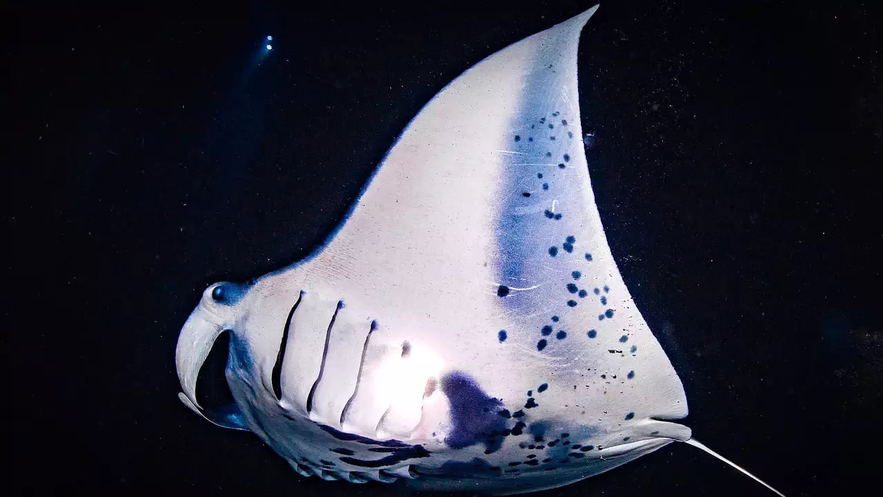 Kailua-Kona: Manta Ray Watching Nighttime Boat Trip - 2026 (Verified Reviews)