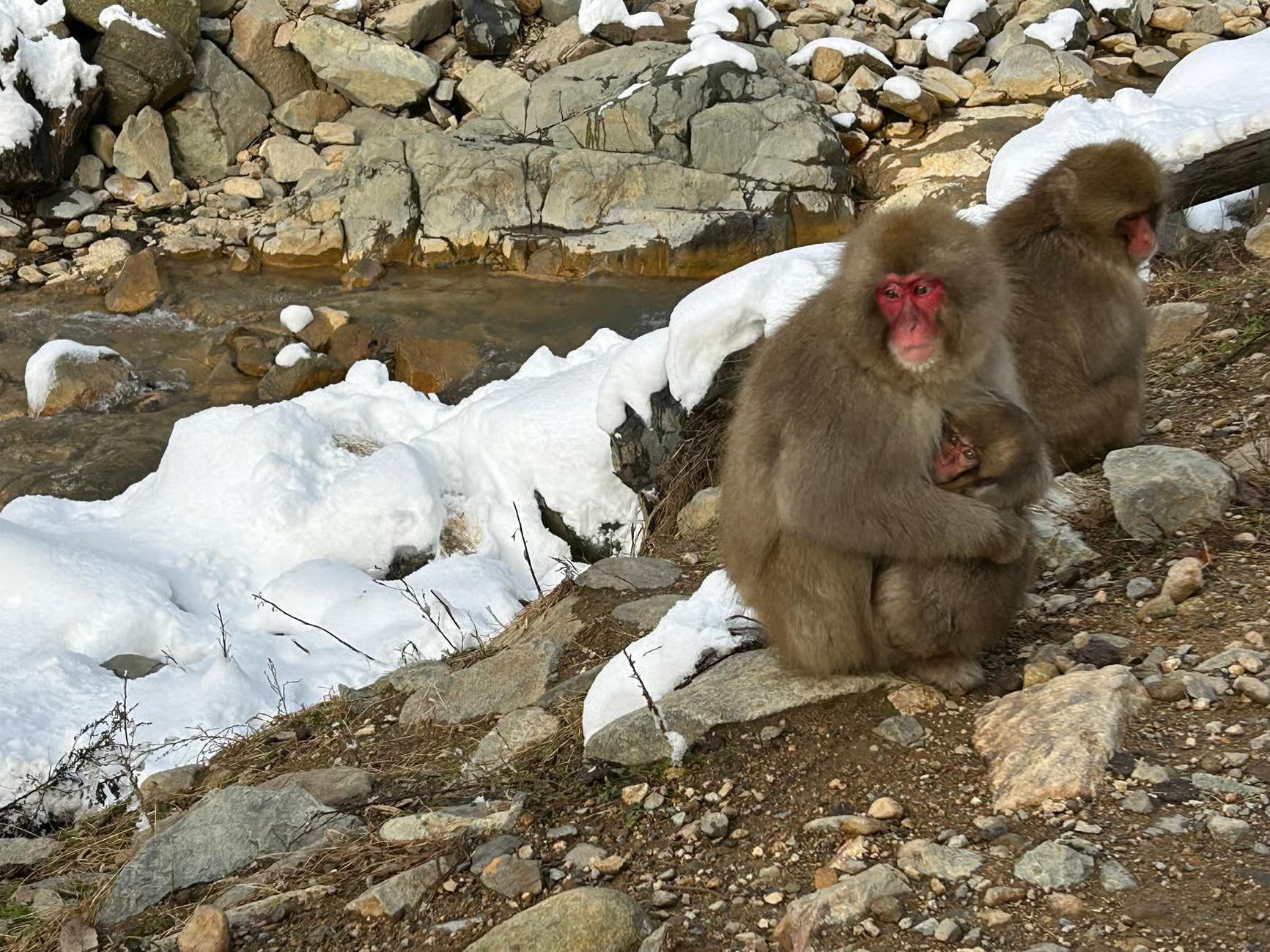Nagano Snow Monkey Private Day Tour from Tokyo