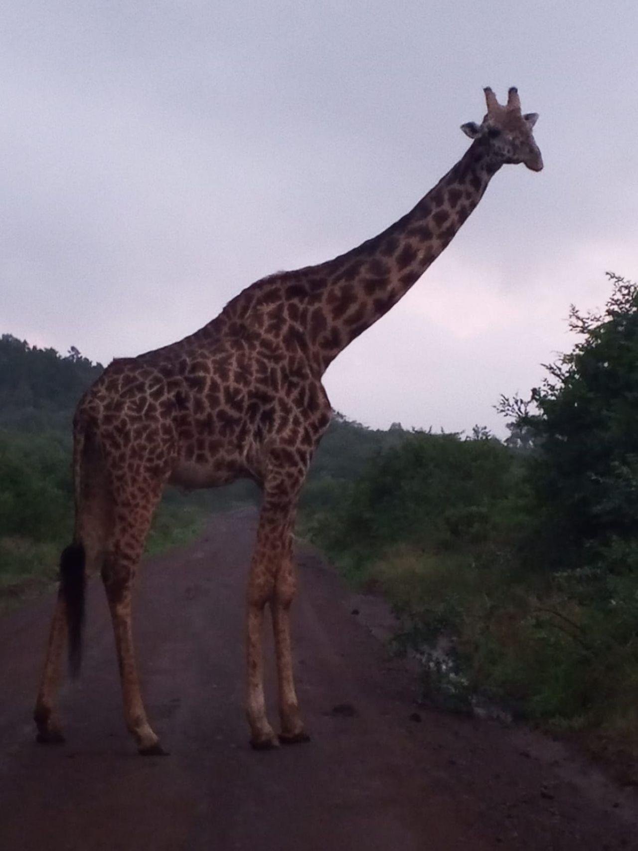 Nairobi Safari: National Park, Elephant Orphanage & Giraffe Center