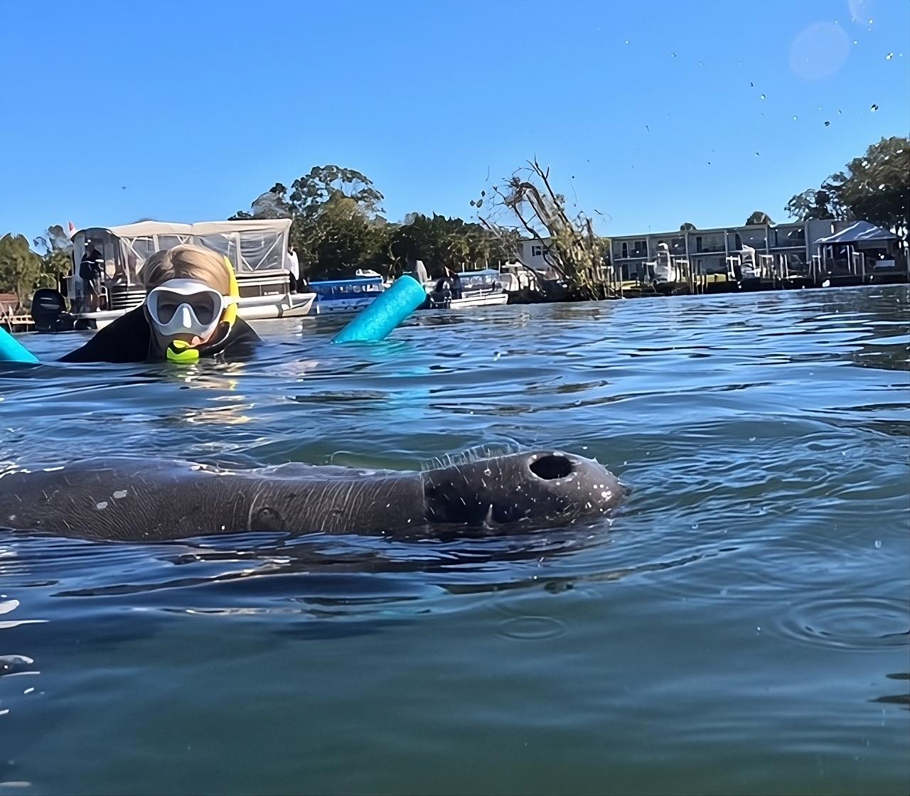 Masked snorkeler and manatee at the surface with a boat behind them