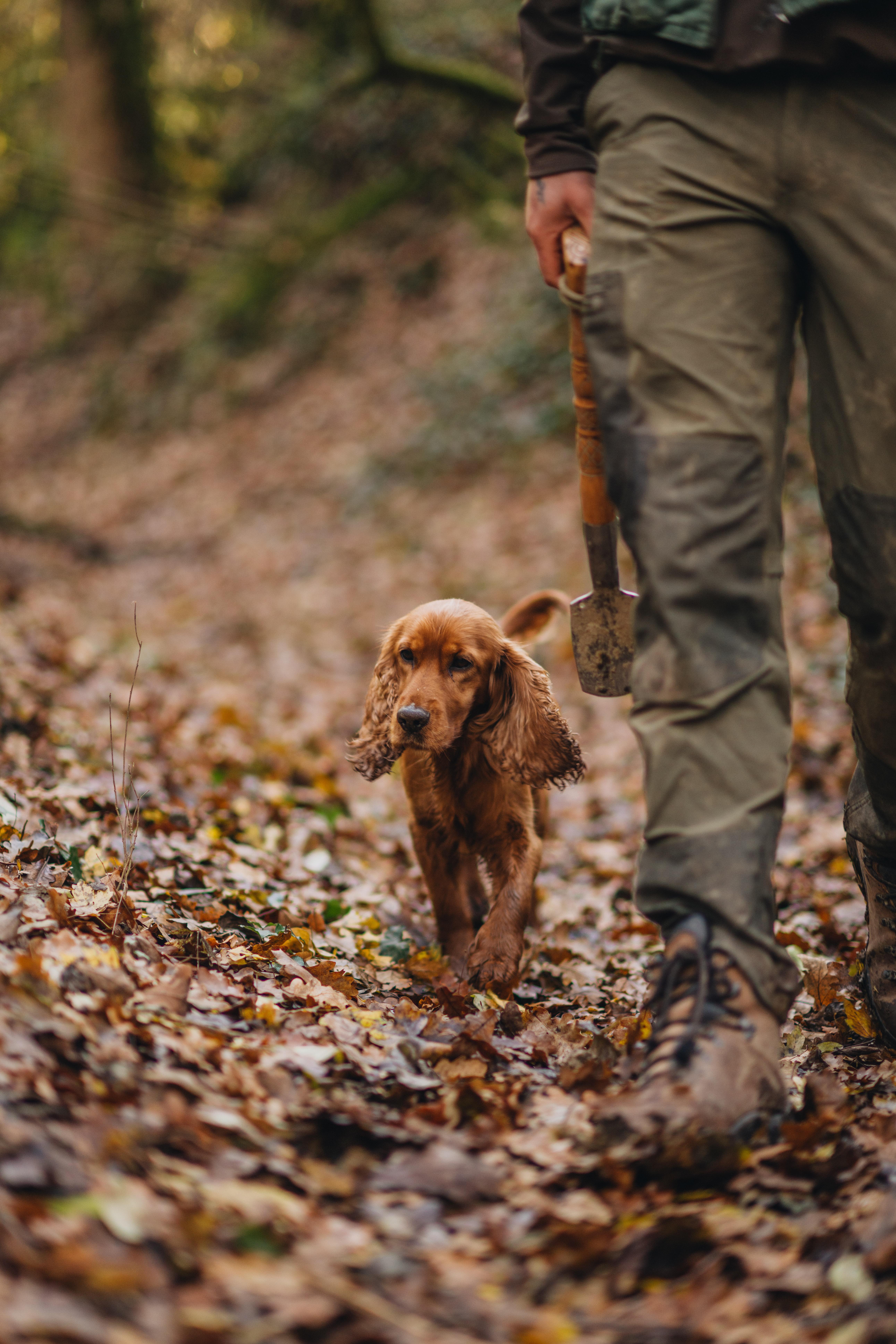 Istrian Truffle Hunt & Heritage Villages Private Tour
