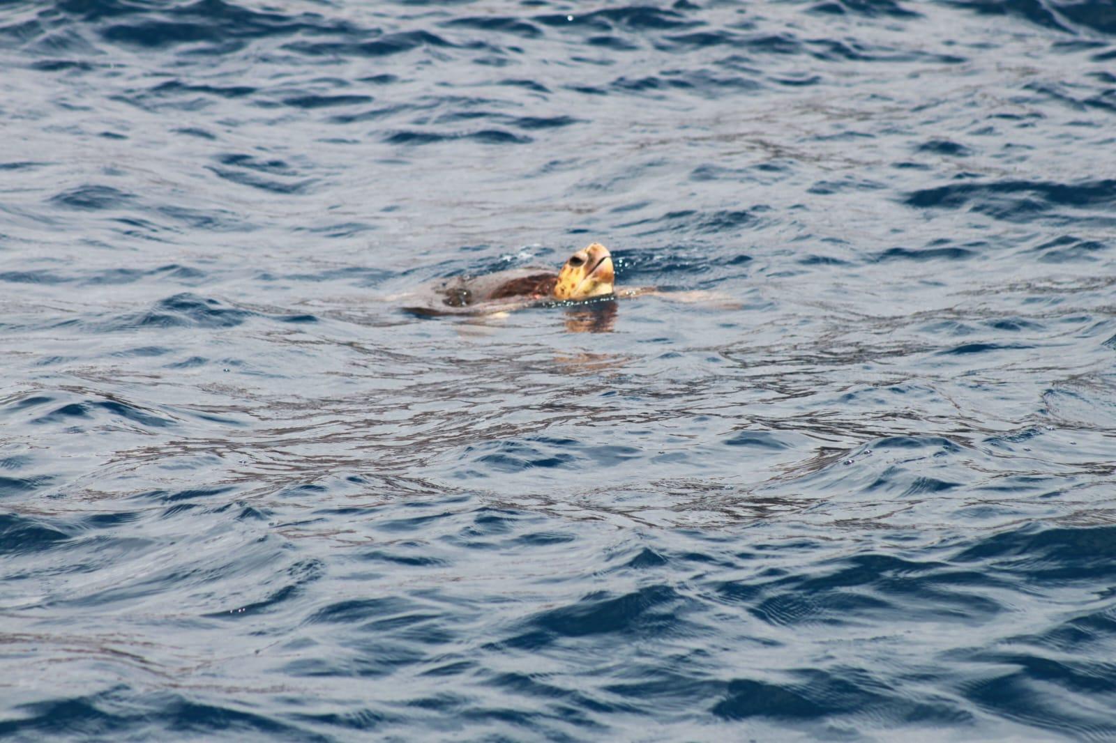 Luxury Whale Watching Safari in South Tenerife