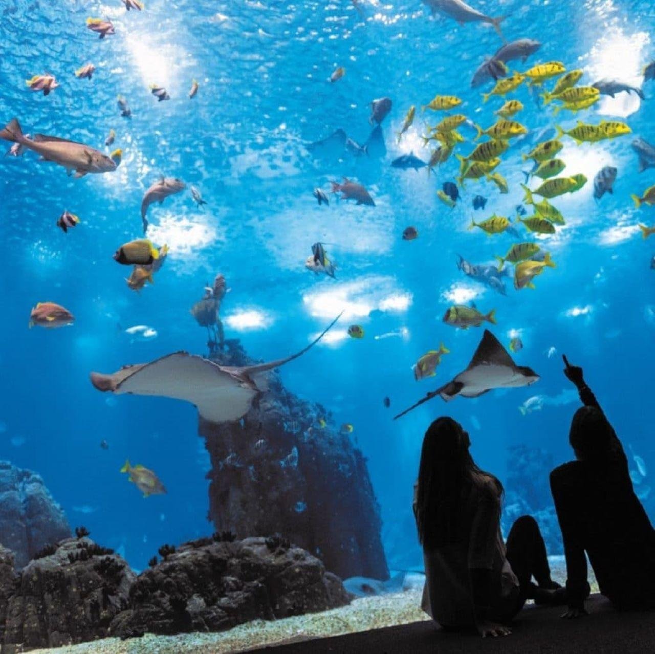 Lisbon Oceanarium Entry & Tagus River Cruise