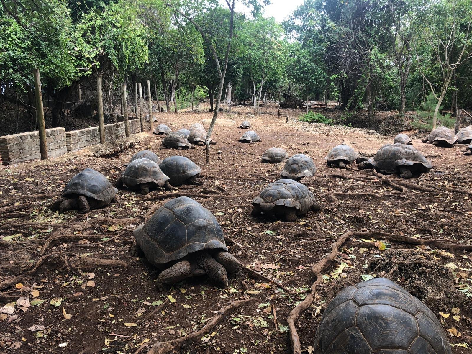 Zanzibar All-in-One: Prison Island, Stone Town & Spice Farm