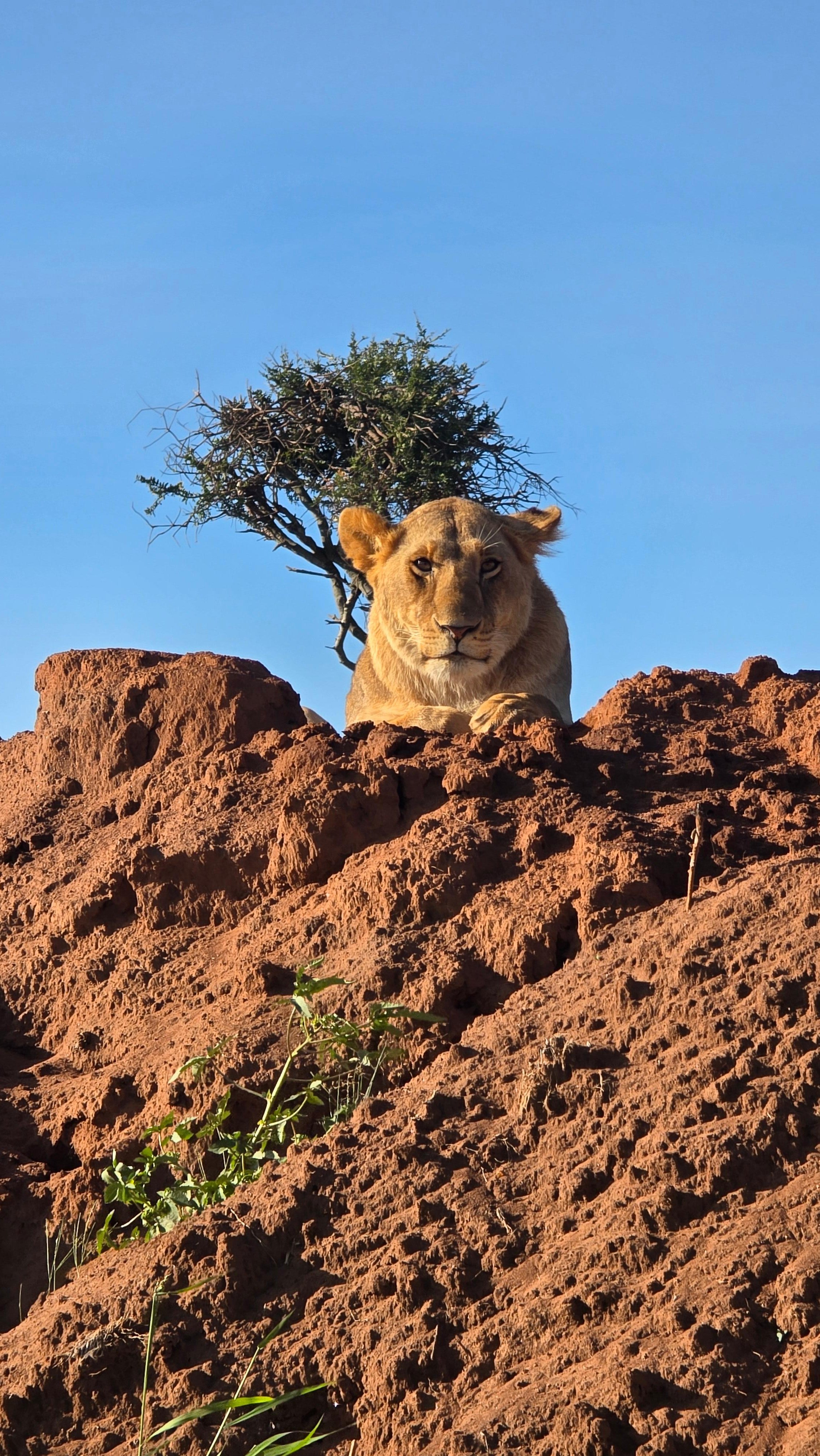 3-Day Maasai Mara Safari by 4WD Landcruiser from Nairobi