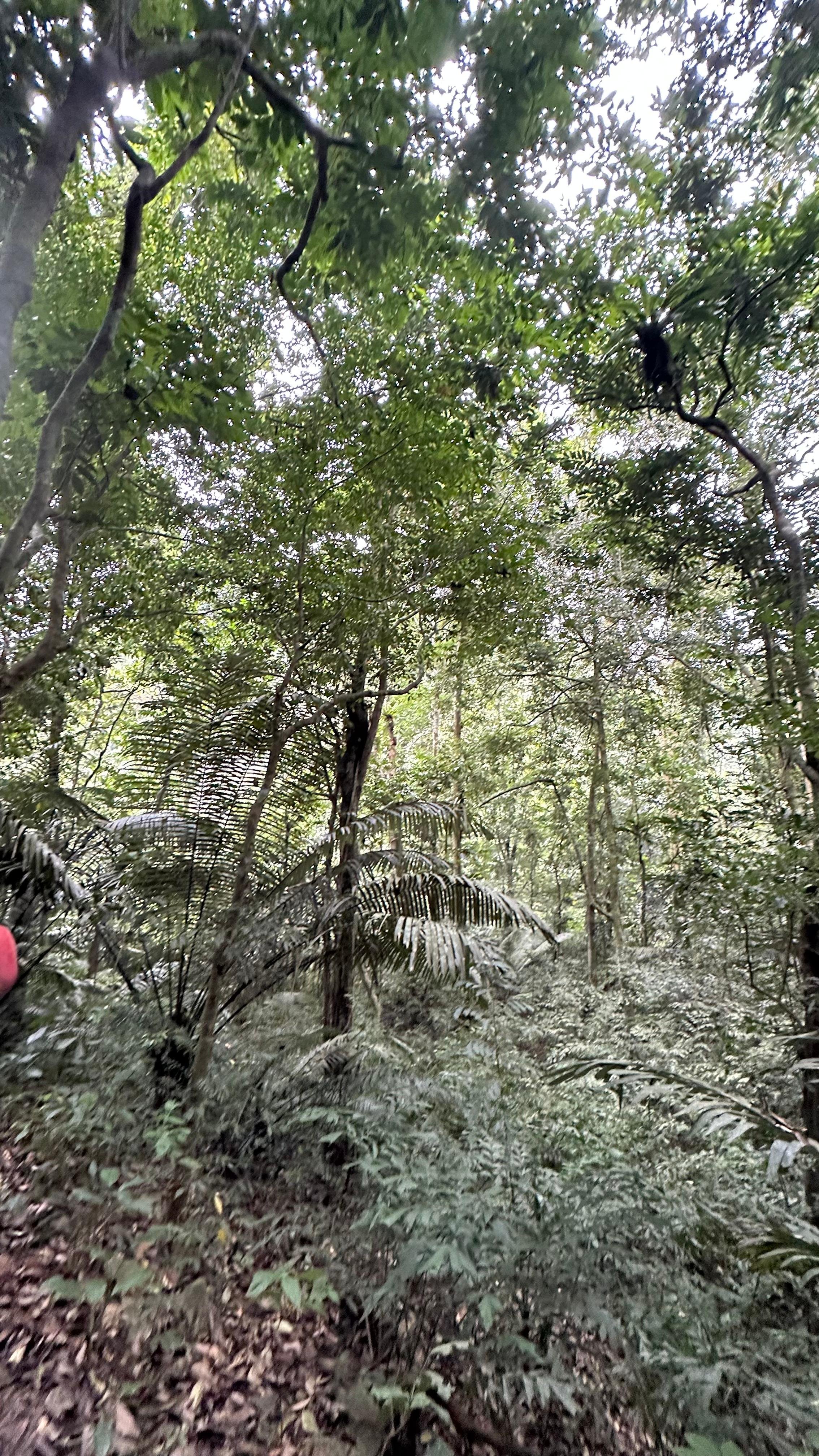 Cuc Phuong National Park Day Trek & Bear Sanctuary from Ninh Binh