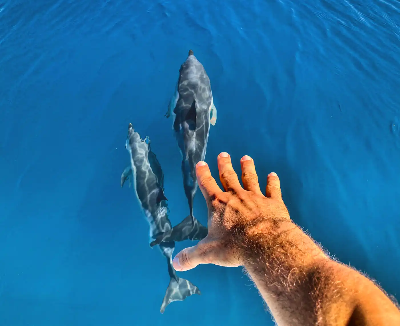 Dolphin Watching Boat Trip from La Duquesa