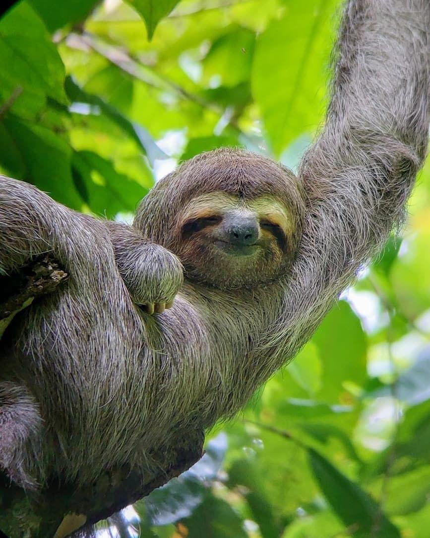 Manuel Antonio National Park: Guided Tour w/ TICKET INCLUDED