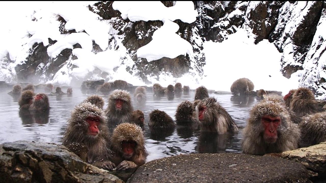 Private Nagano Day Tour: Snow Monkeys & Cultural Treasures