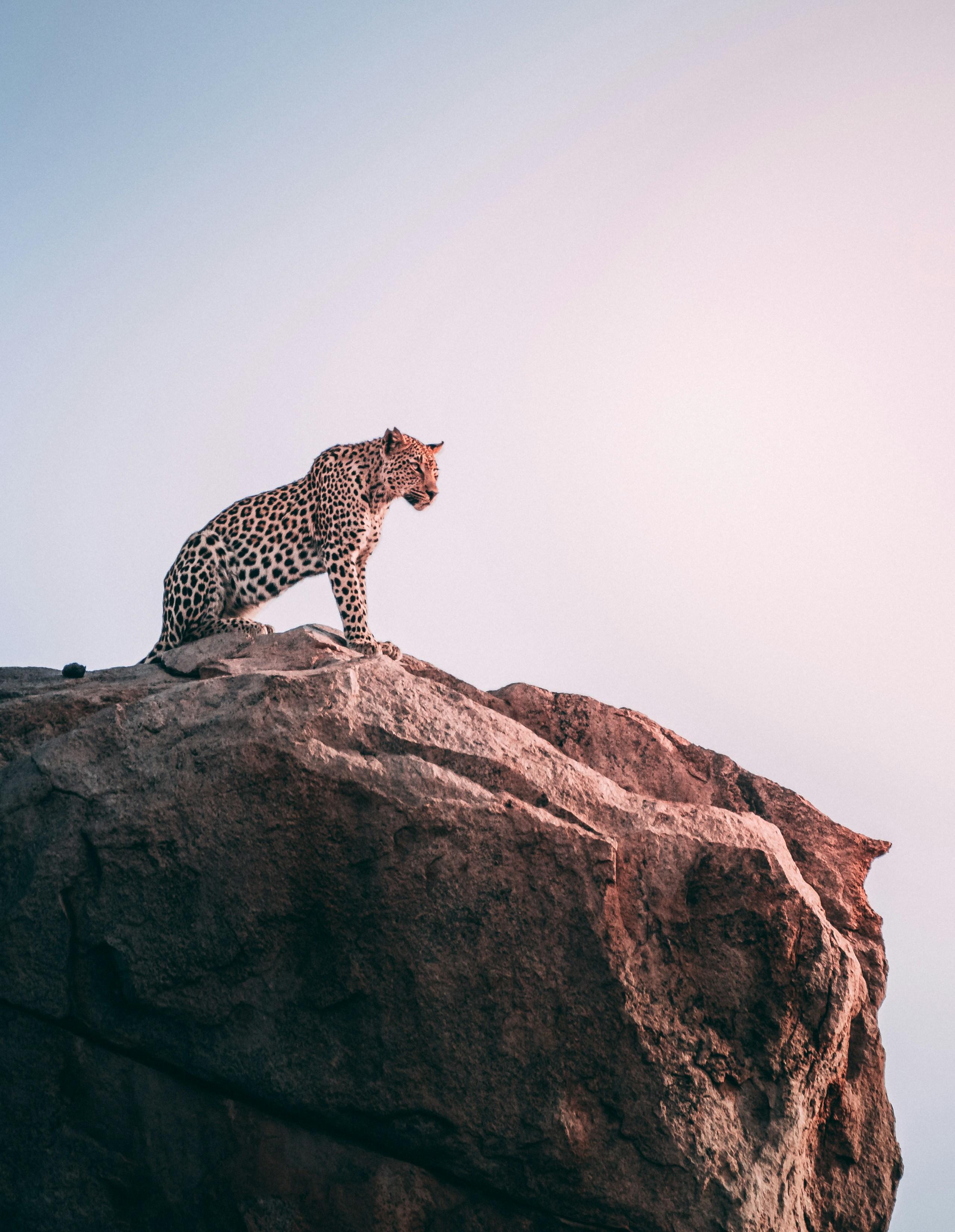 Jaipur Jhalana Amagarh Leopard Reserve 4×4 Jeep Safari
