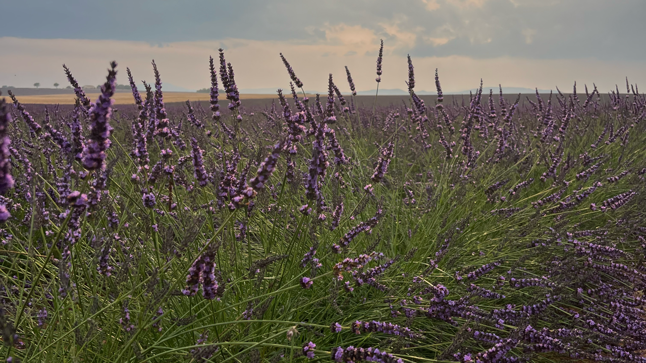 Valensole lavender fields in Provence — guided lavender tour photo 7