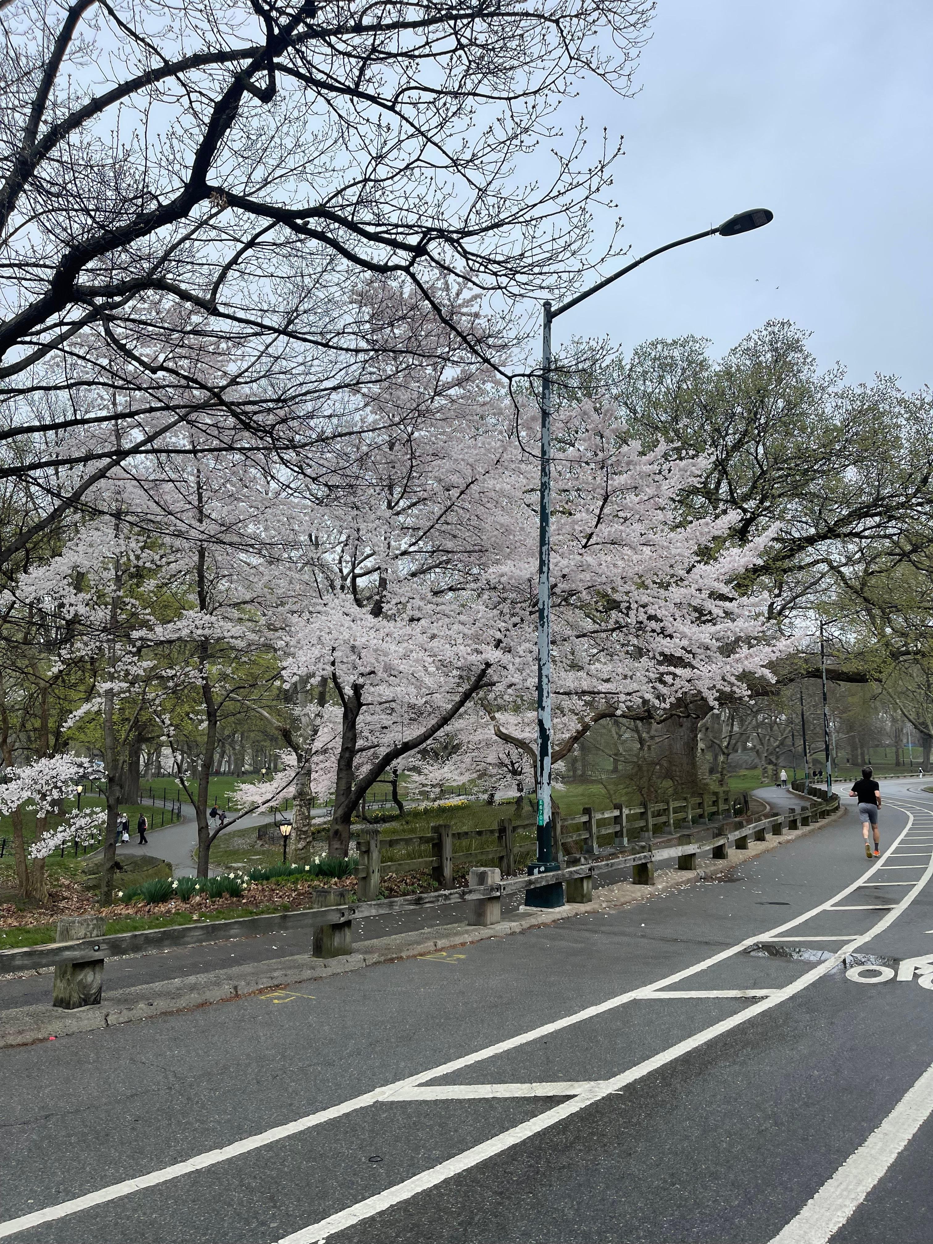 Central Park Exploration by Pedicab or Carriage