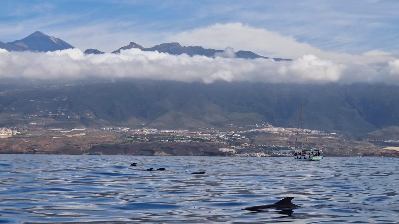 Tenerife Ocean Adventure: Jet Skiing & Whale Watching