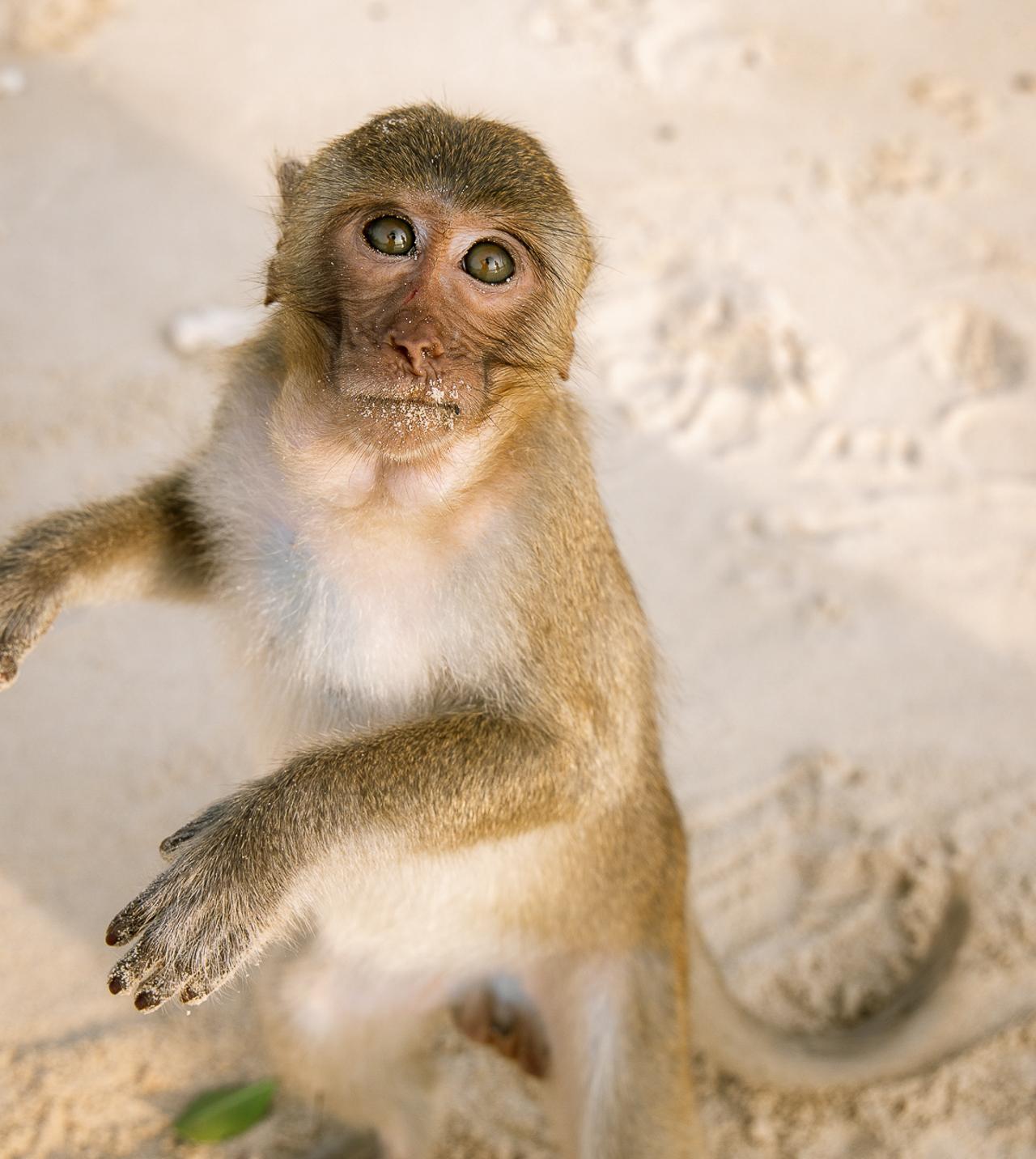 Cat Ba Island: Lan Ha & Ha Long Bay Cruise, Kayak & Snorkel