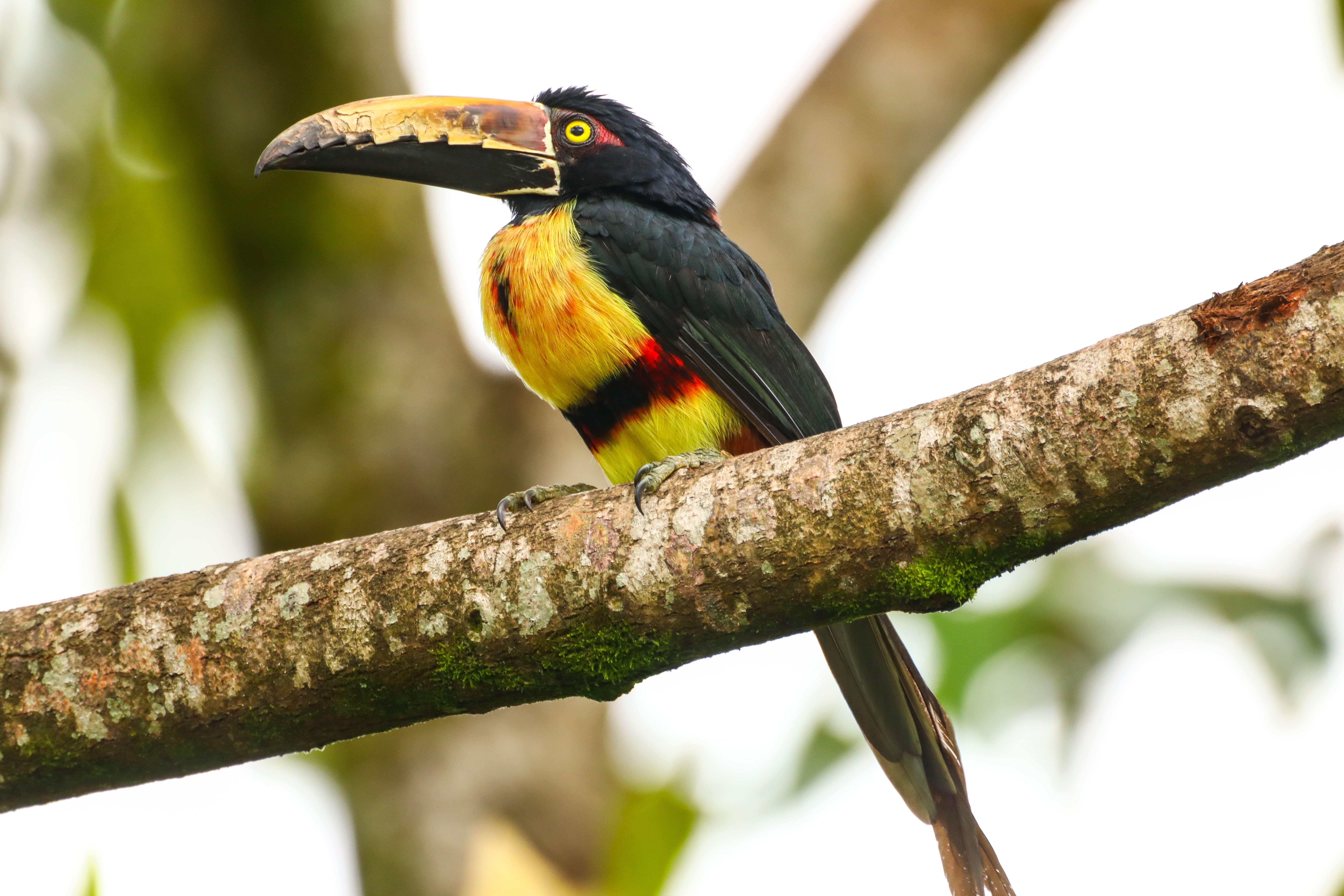 La Fortuna Bogarin Trail: Expert-Led Sloth & Wildlife Walk