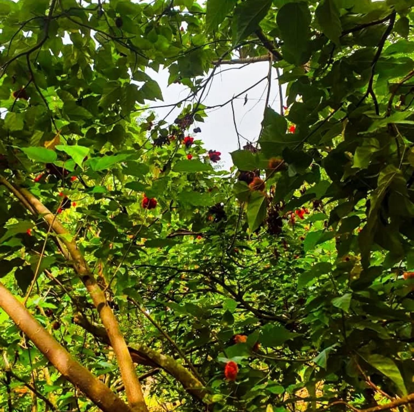 Zanzibar Full-Day: Stone Town, Spice Farm & Prison Island with Lunch