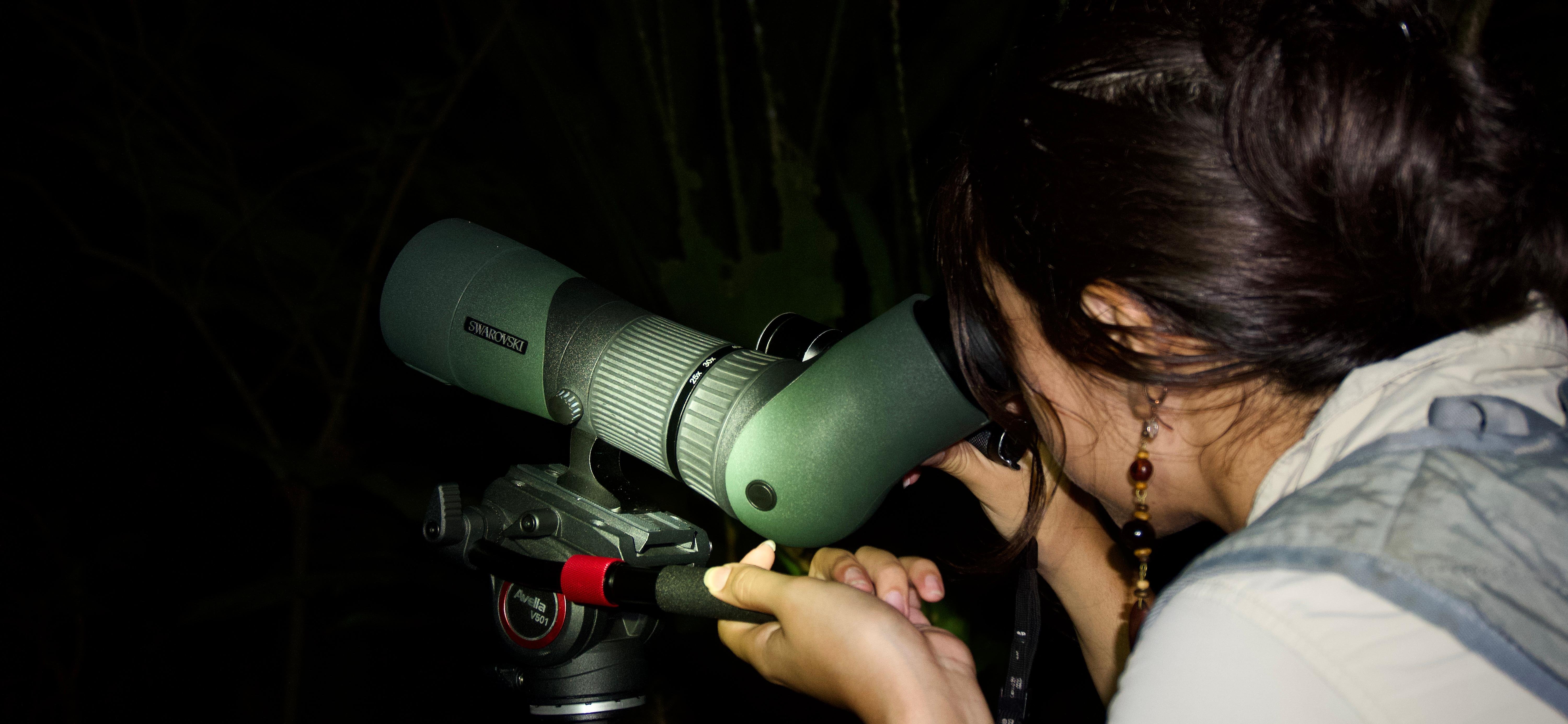 Manuel Antonio Night Wildlife Walk with Expert Naturalist