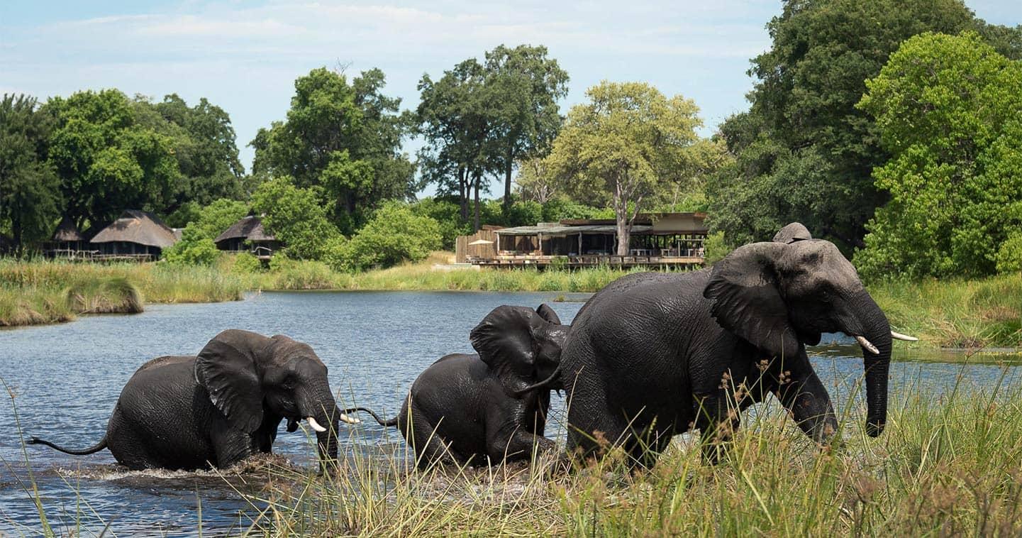 Chobe National Park Safari Day Trip from Victoria Falls