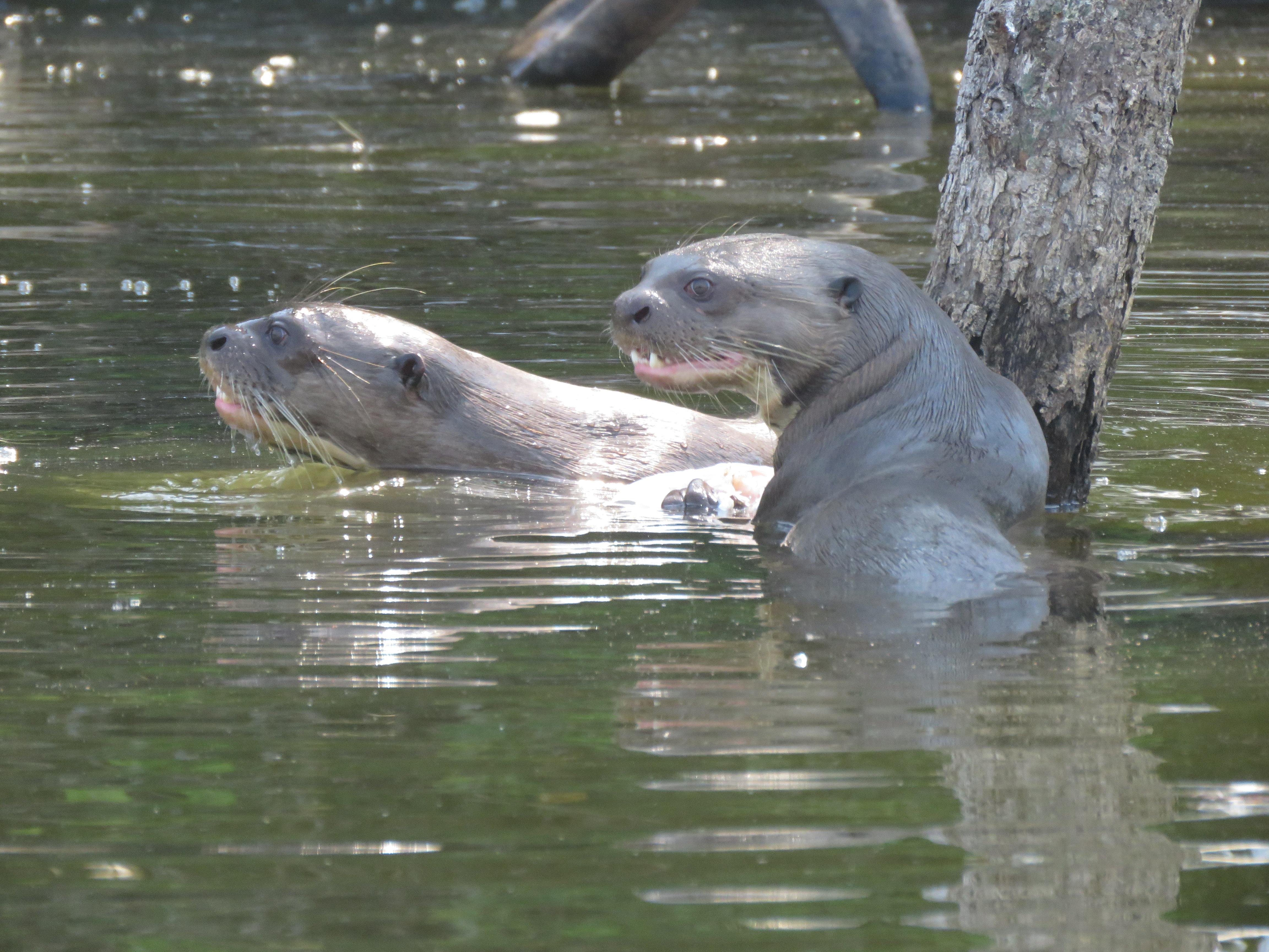 Tambopata Candamo 5-Day Amazon Expedition from Puerto Maldonado