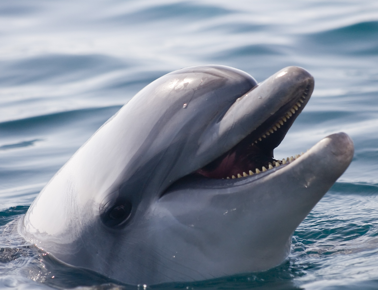 Panglao Island Hopping & Dolphin Watching