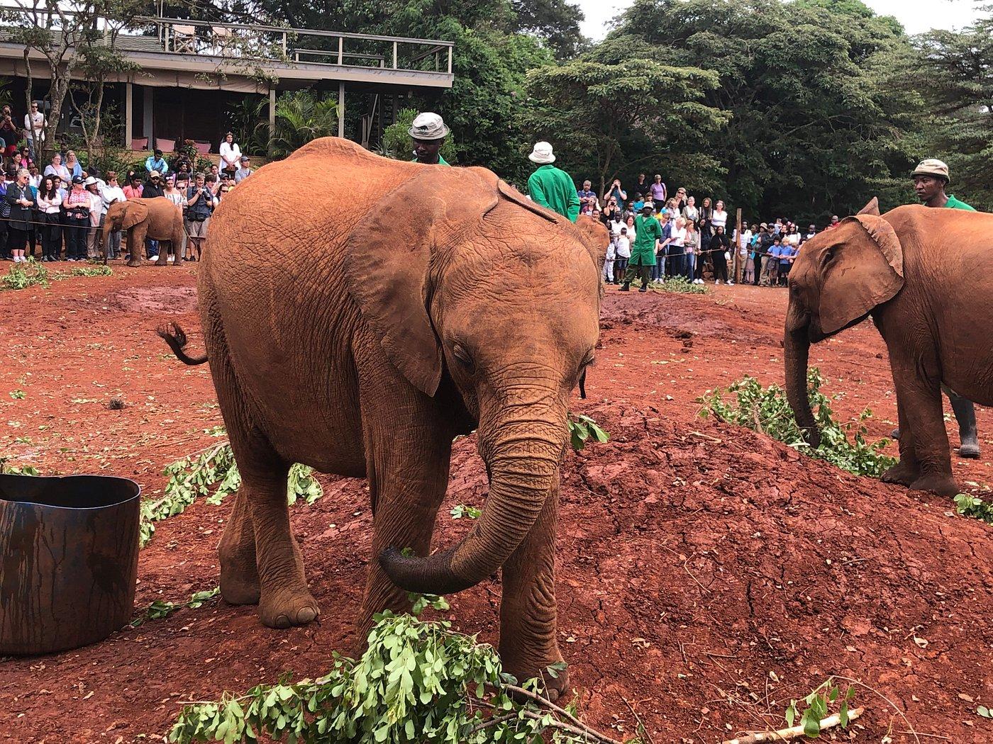 Nairobi Safari Highlights: Wildlife Parks & Elephant Sanctuary