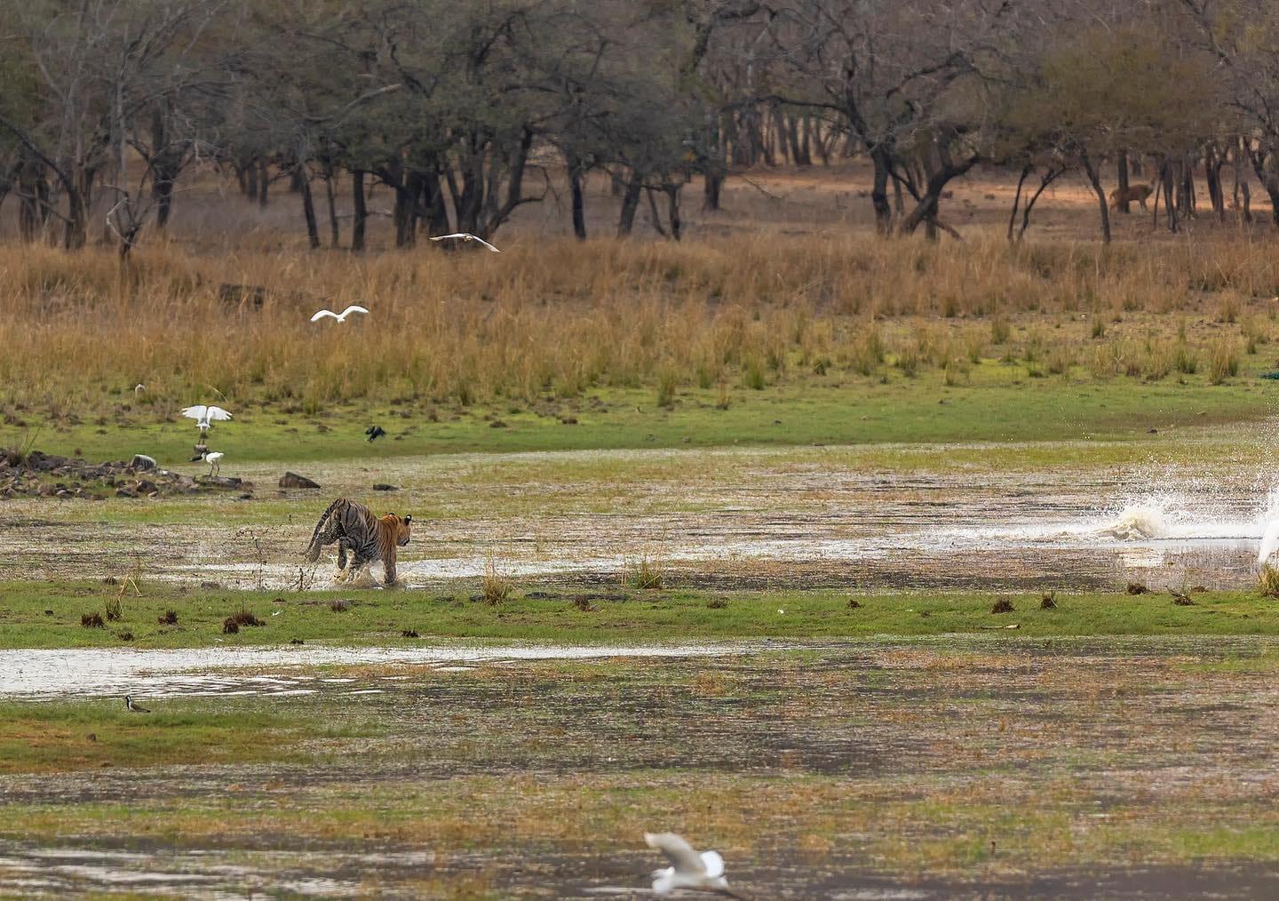 Ranthambore National Park: Wildlife Safari Adventure