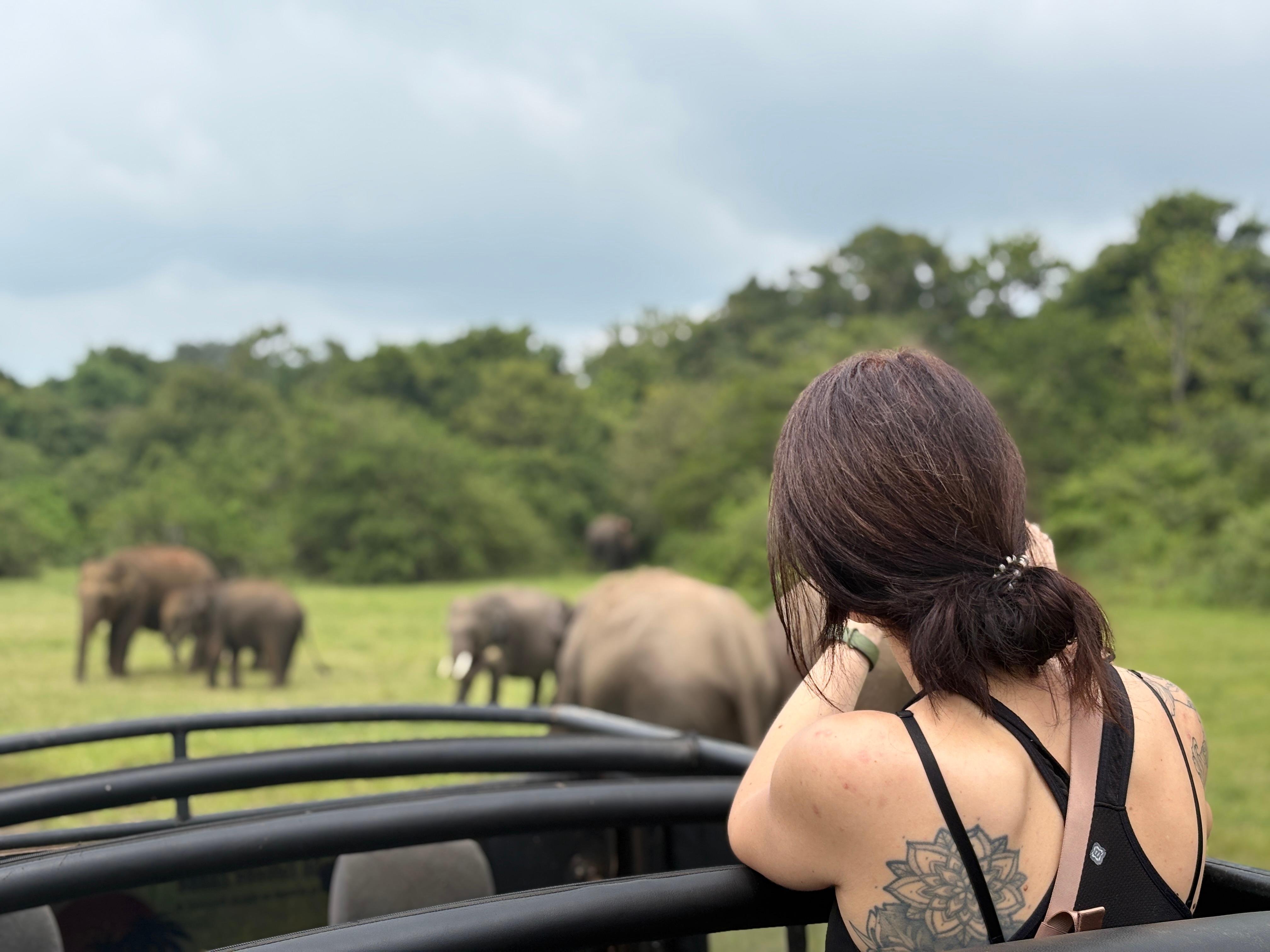 Minneriya National Park Wildlife Safari from Sigiriya