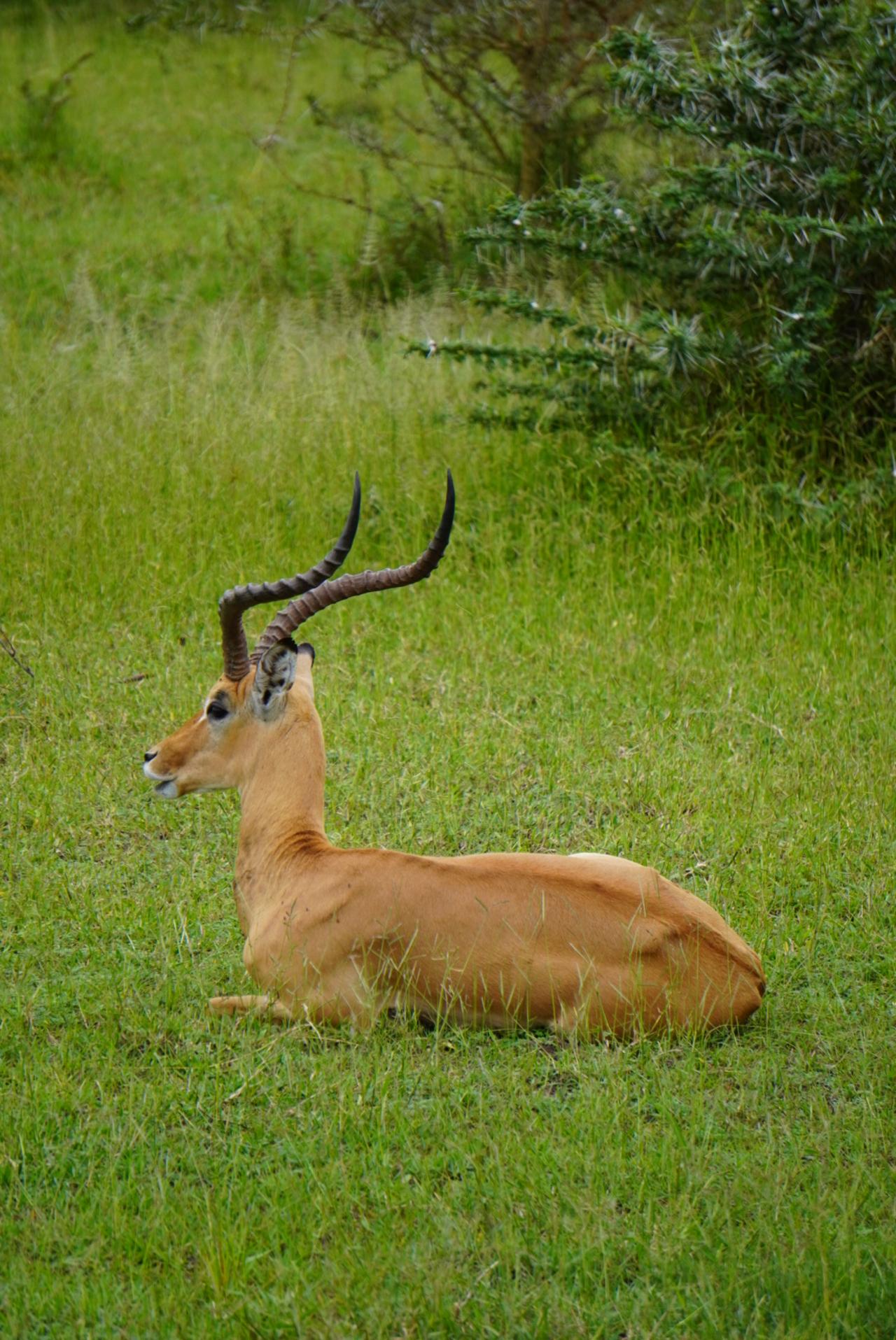 Zanzibar to Selous: Full-Day Safari with Bush Lunch (+ 2-Day Option)