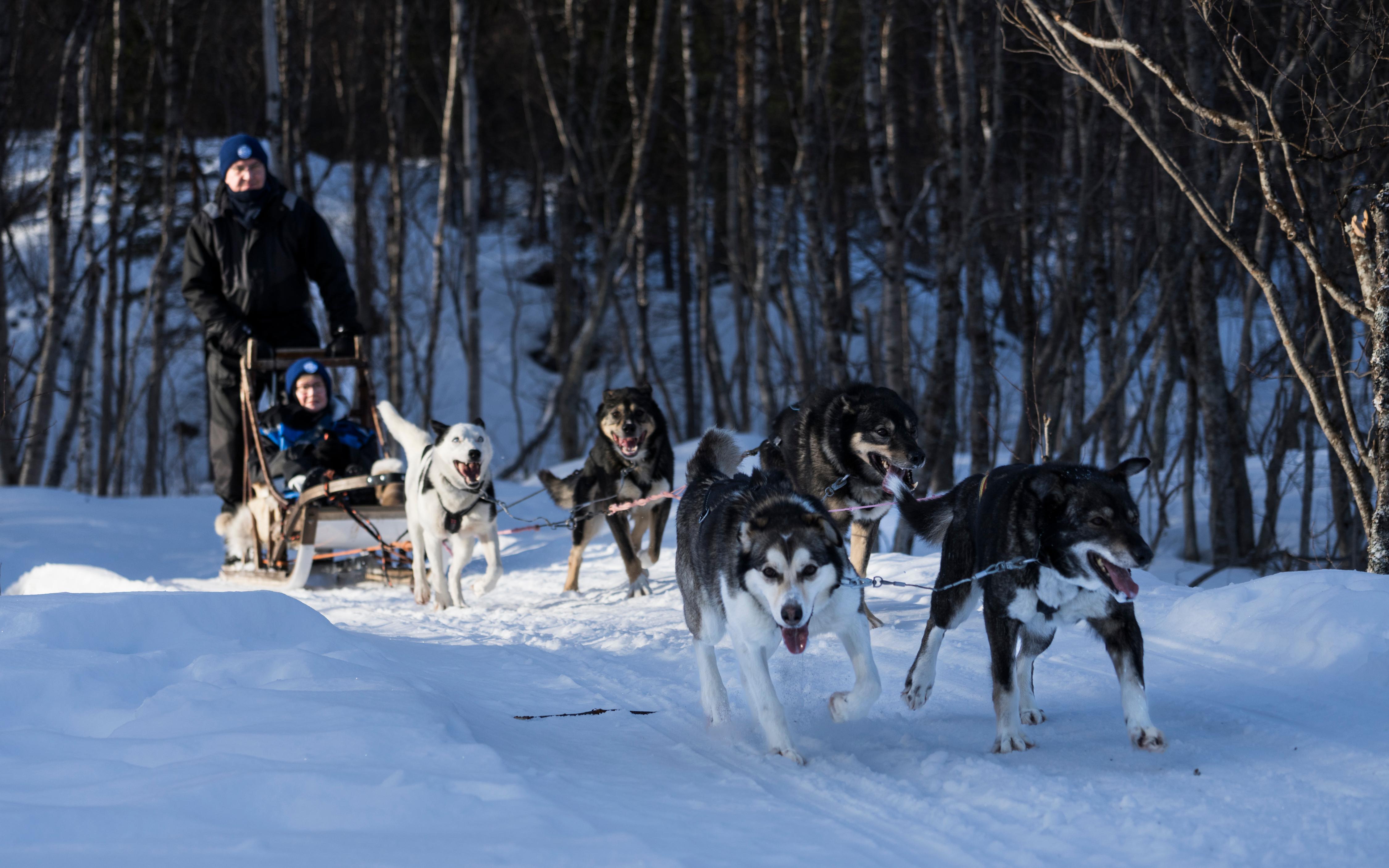 Gargia Valley Dog Sledding Adventure