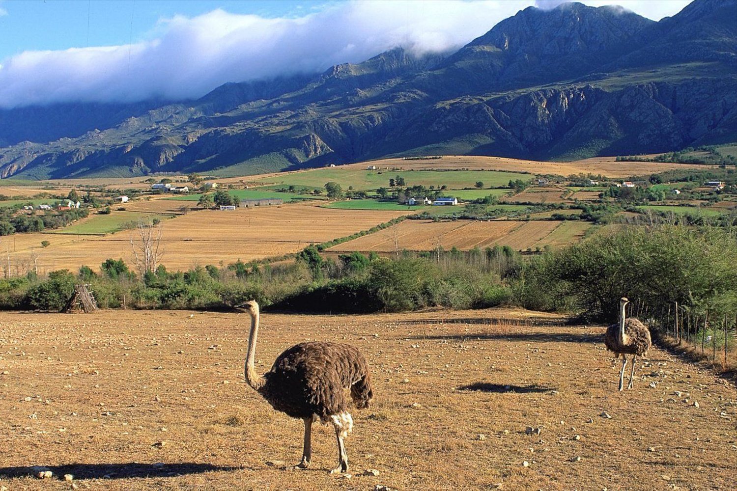 Cape Town to Garden Route: 2-Day Big Five Safari Adventure