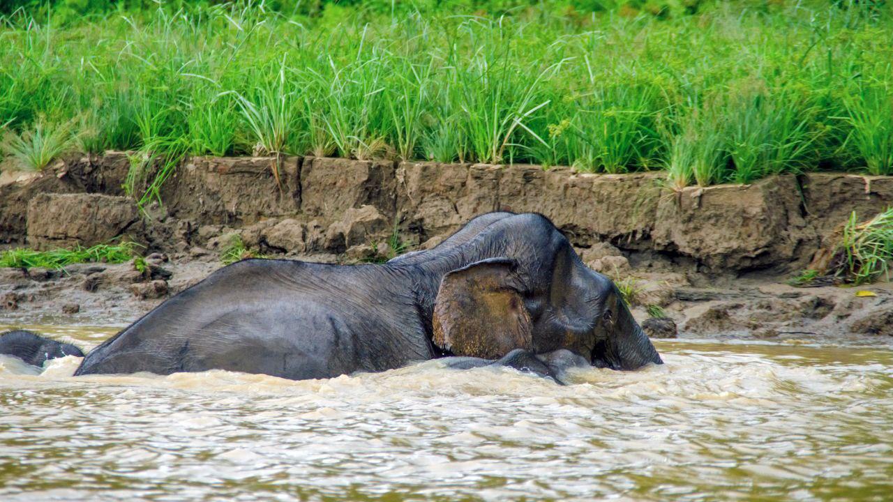 Kinabatangan River Wildlife Adventure: 2-Day Bilit Expedition