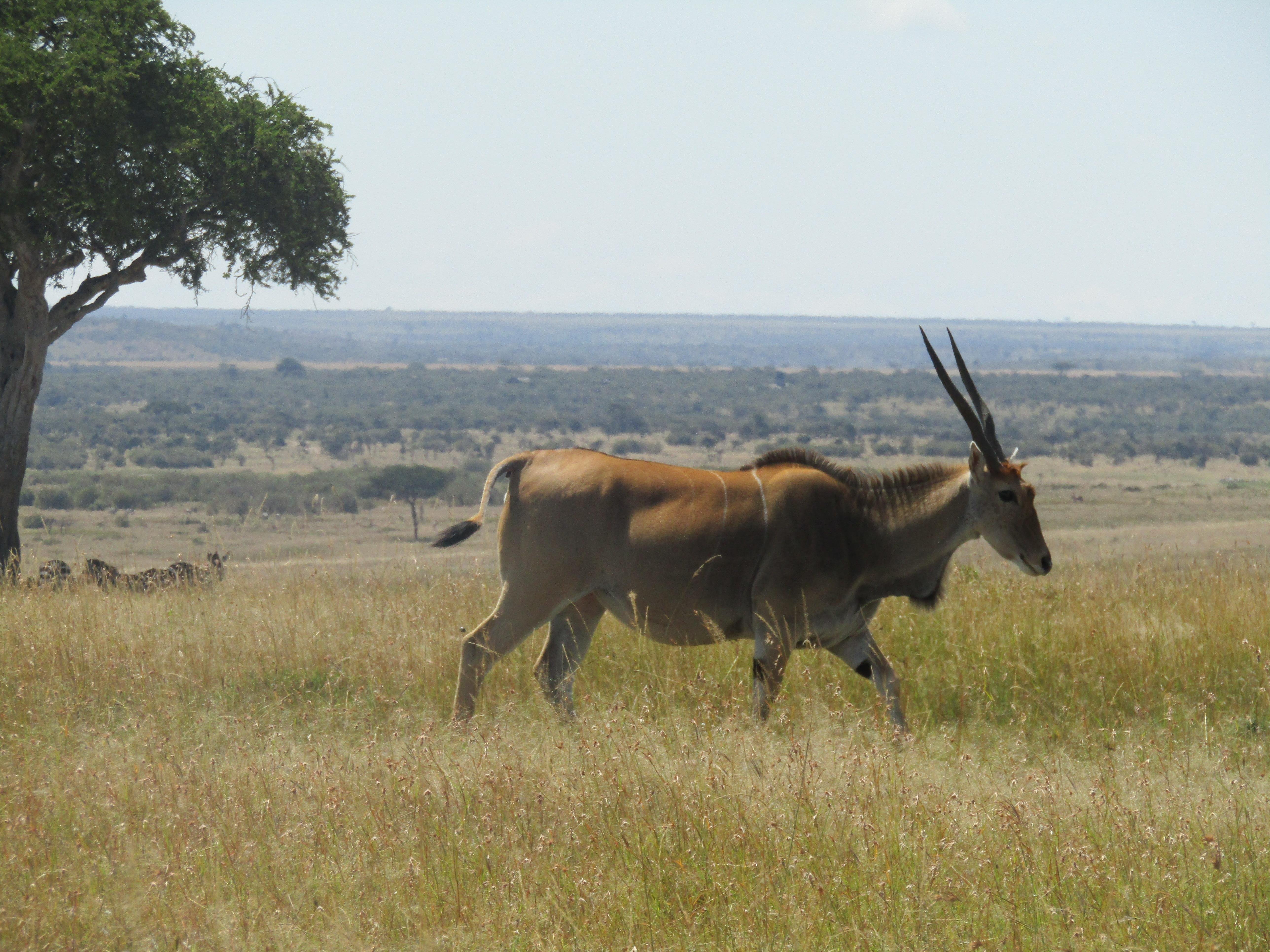 3-Day Masai Mara Safari Adventure from Nairobi