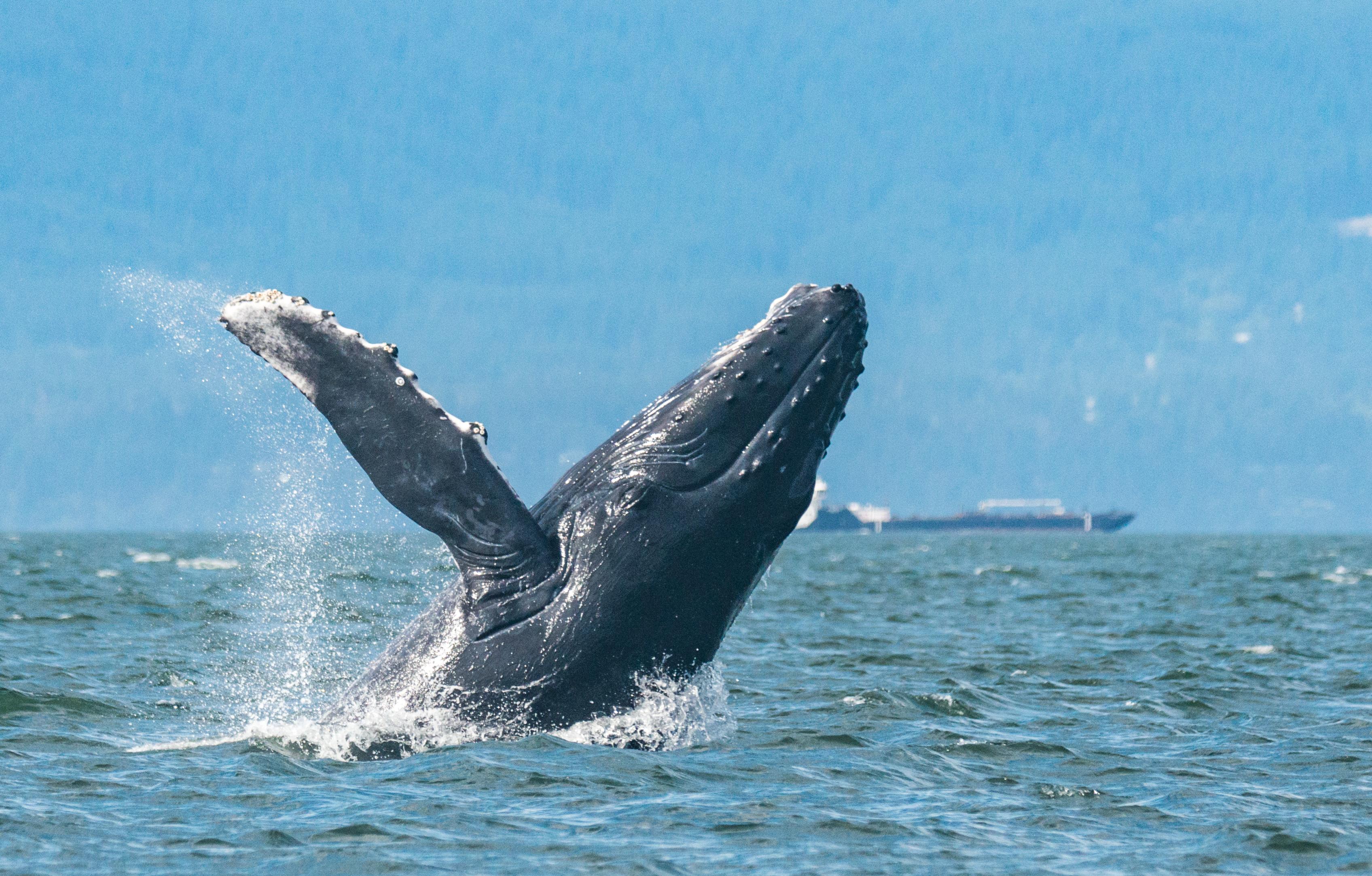 Vancouver Open-Air Zodiac Whale Watching & Marine Wildlife Tour
