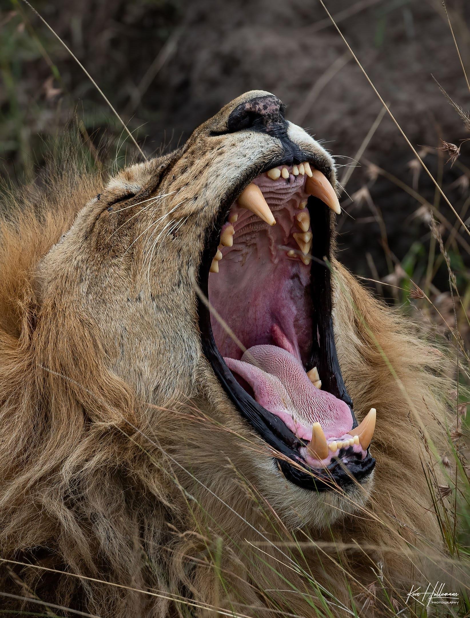 Maasai Mara Express: 1-Day Safari from Nairobi