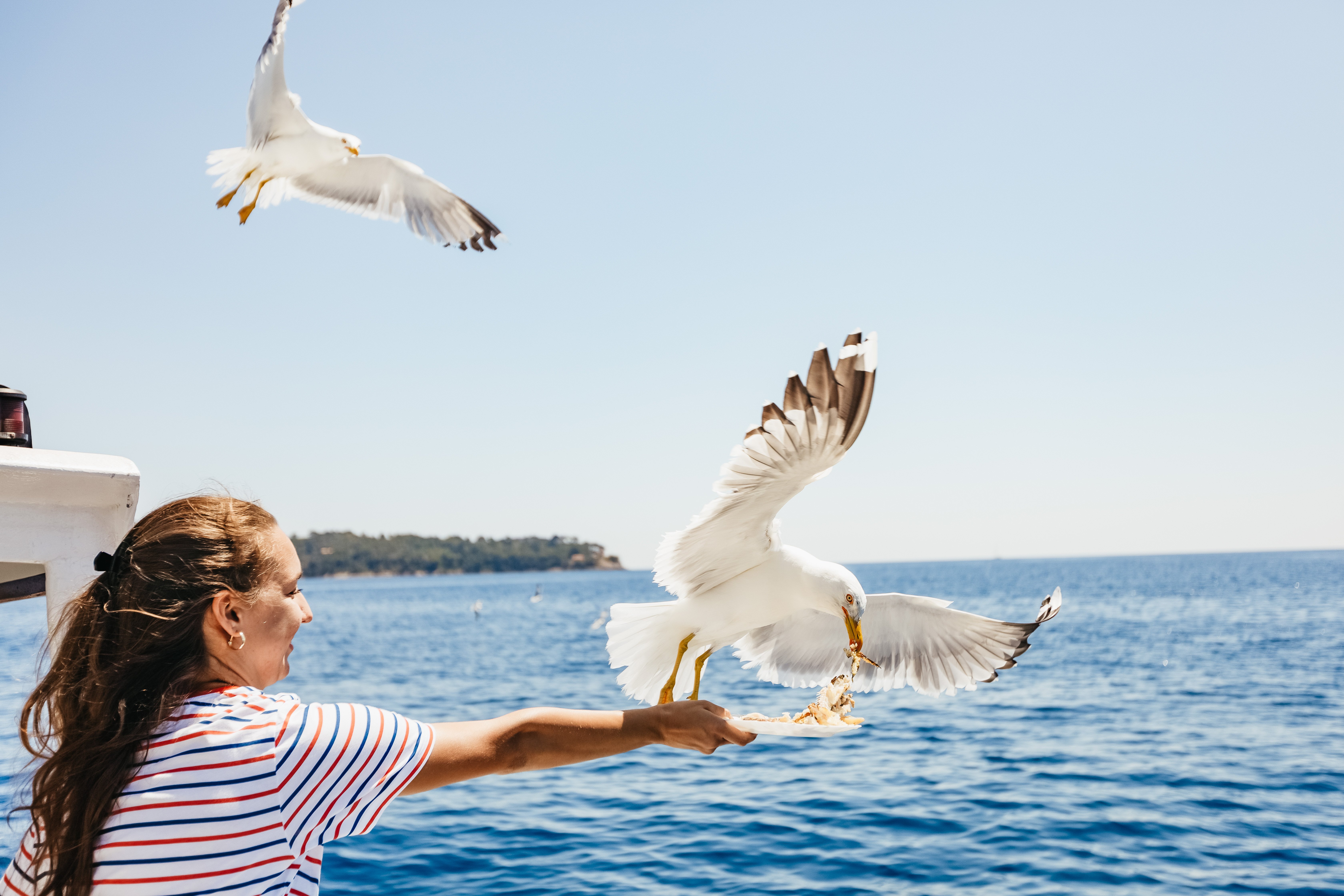 Elaphite Islands Day Cruise from Dubrovnik with Drinks & Optional Lunch