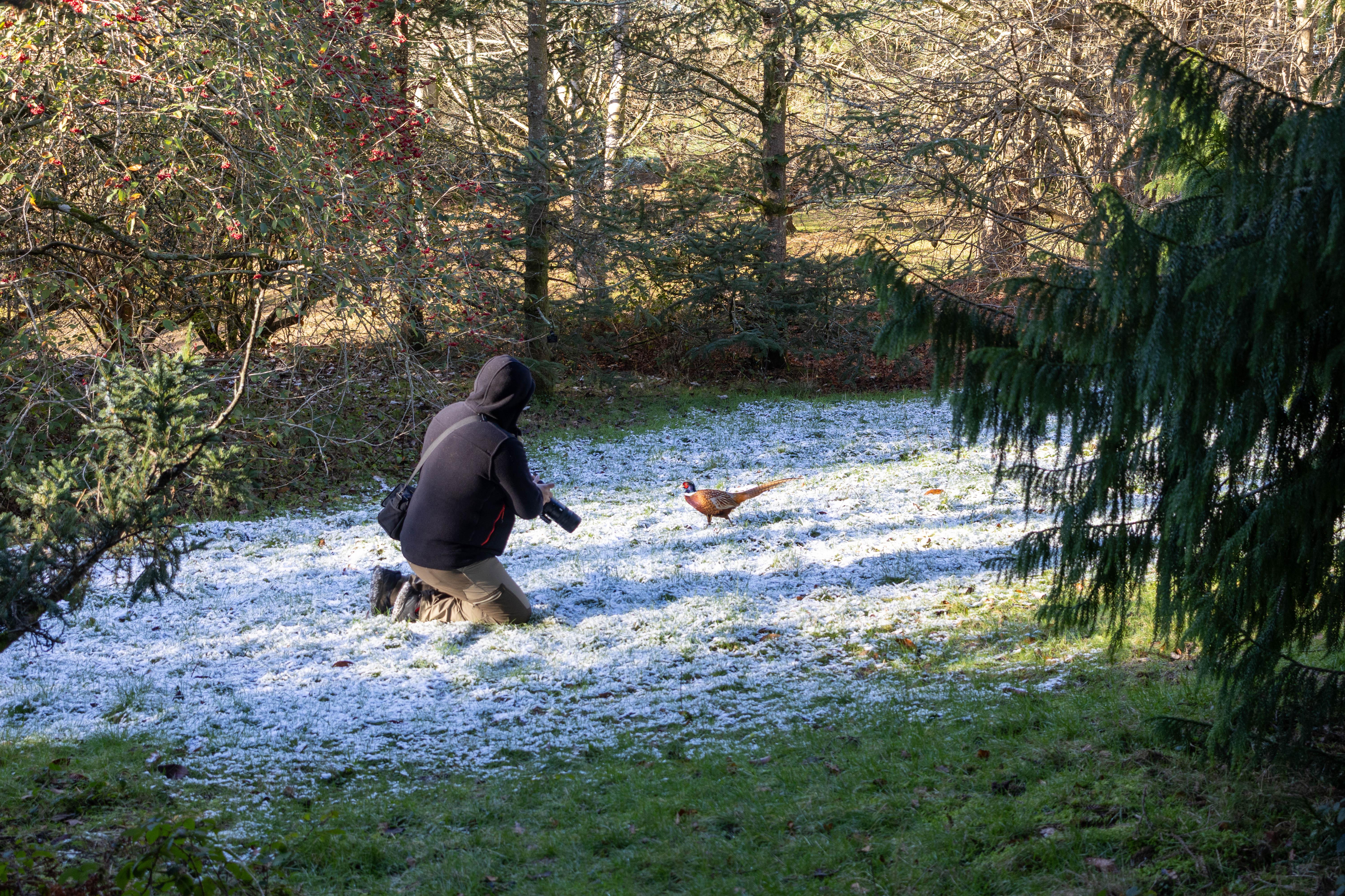 London: Richmond Park Nature Photography Workshop