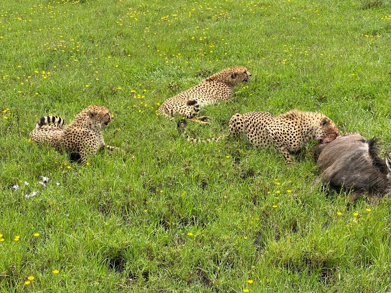 Tsavo East National Park Full-Day Safari from Mombasa